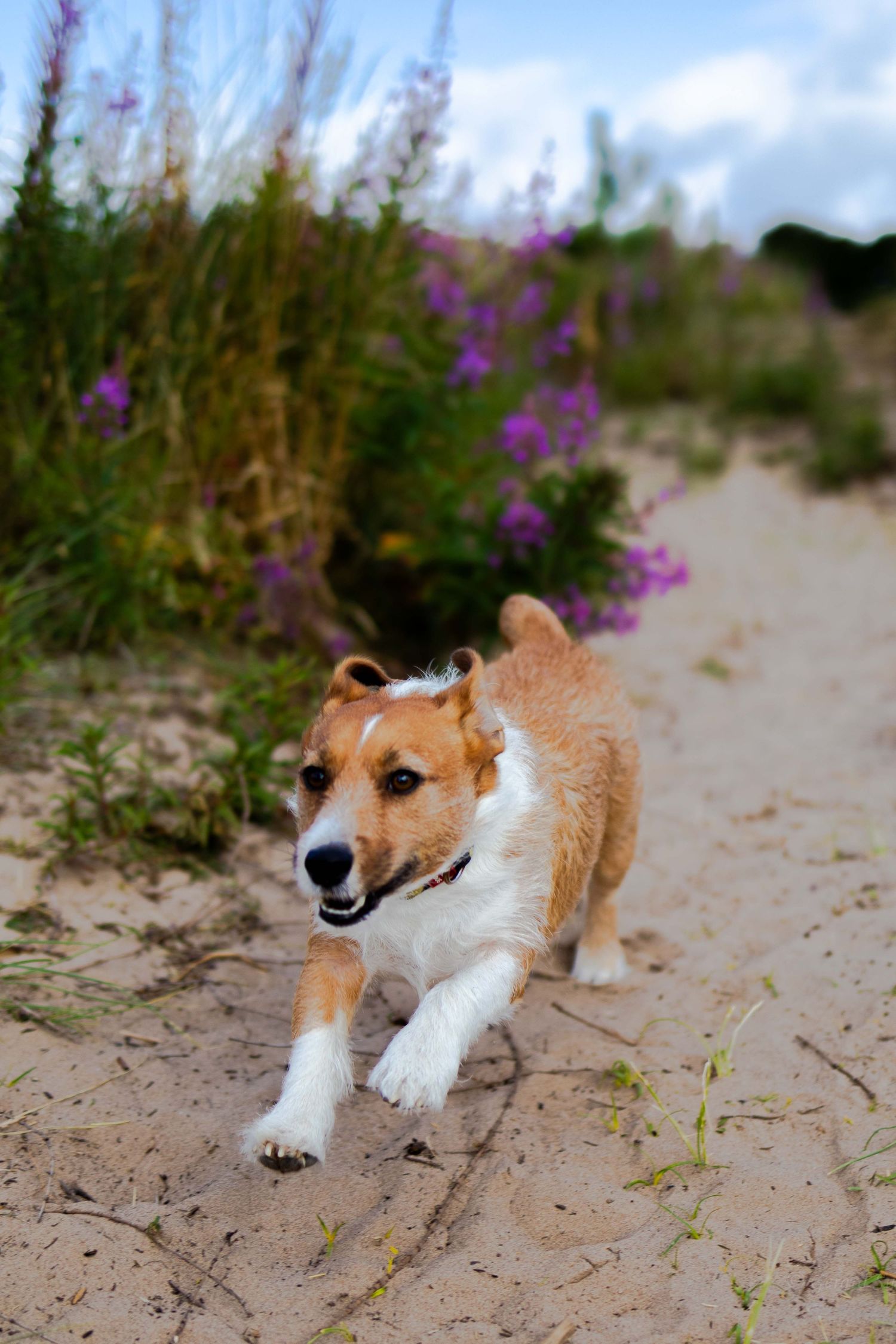 playful and energentic dog running on the beach by Gerard Su Photography.