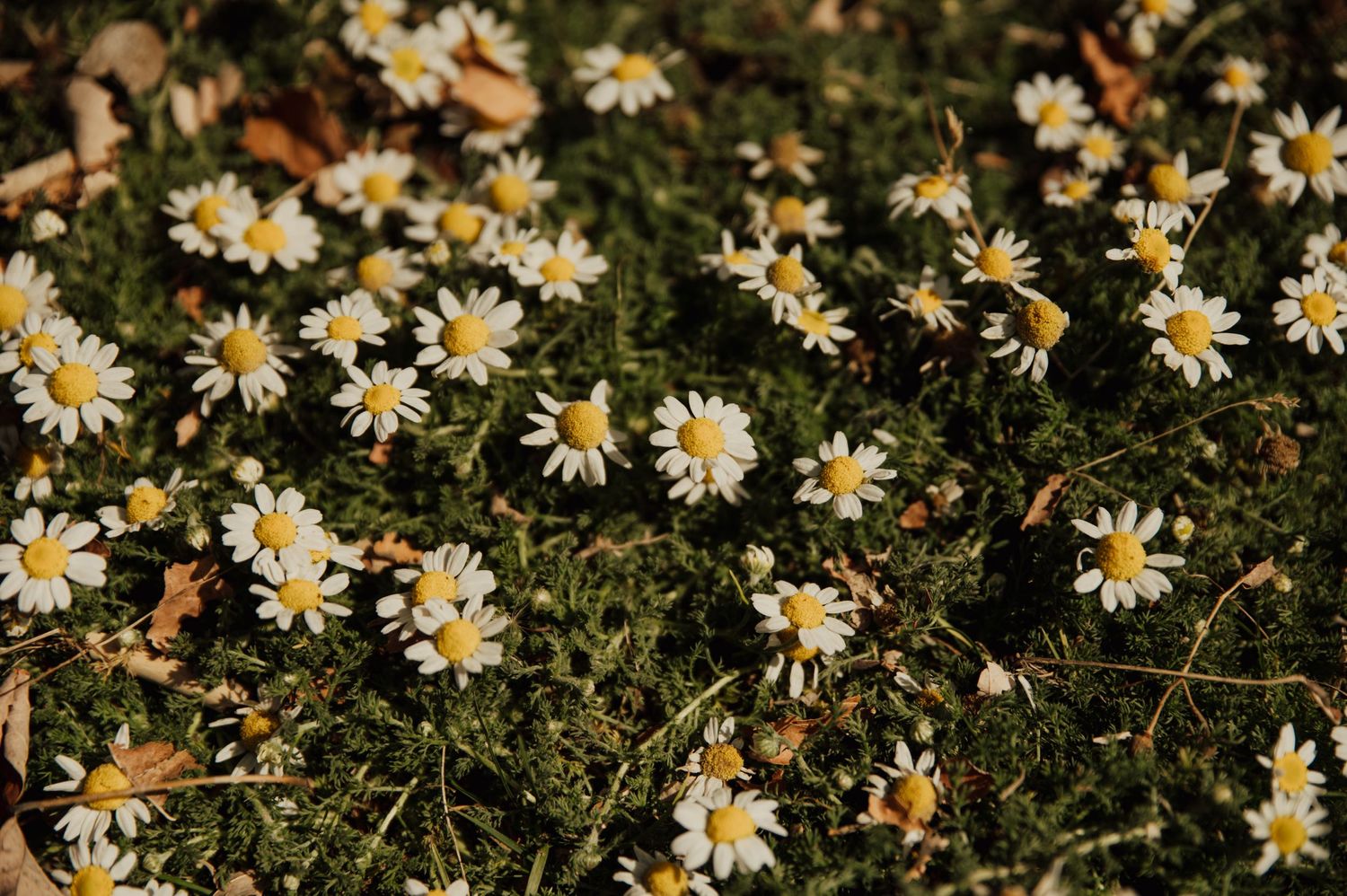 Fleurs
