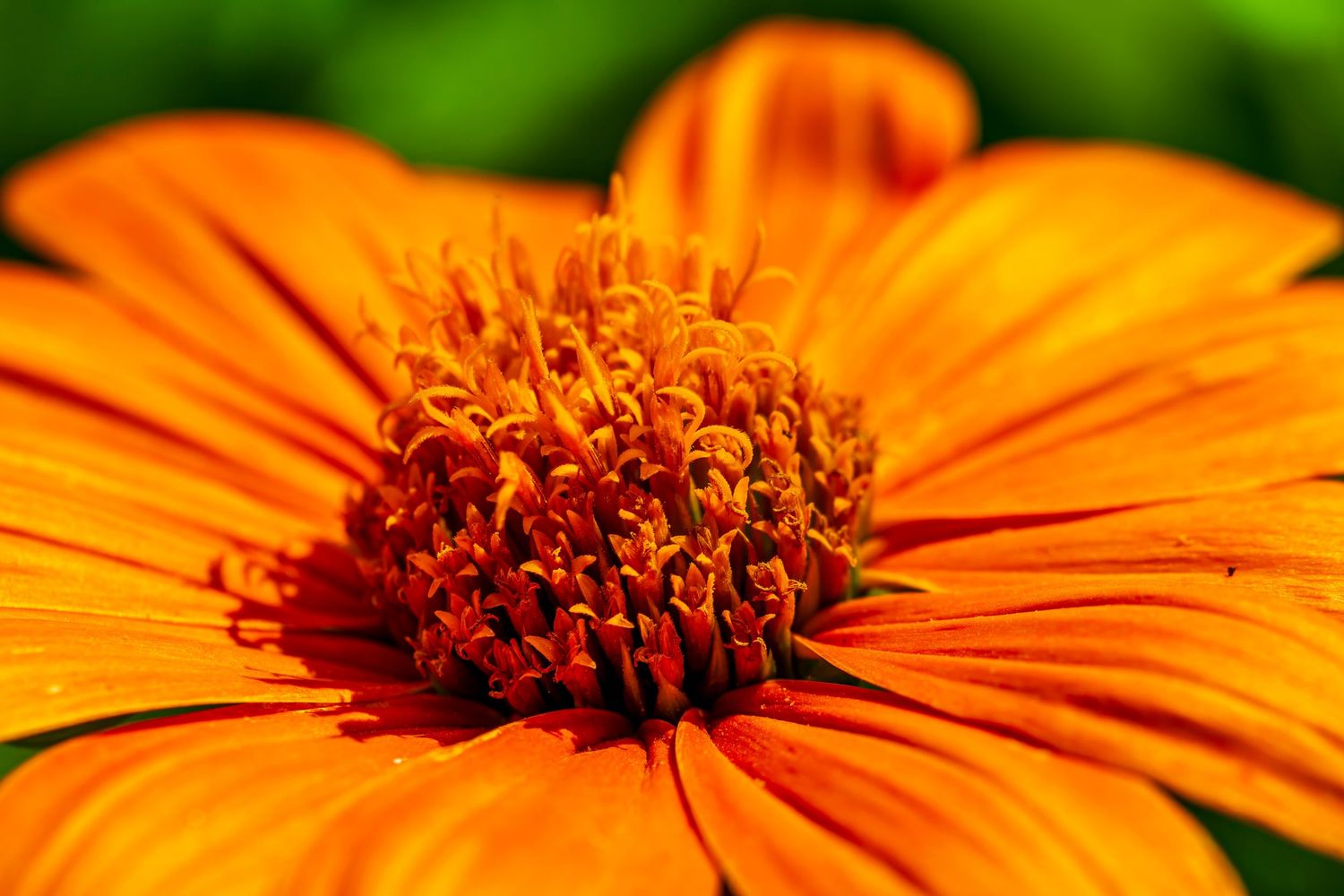 Close-up of a vibrant Mexican sunflower in full bloom, its vivid orange petals and textured center glowing under warm summer sunlight