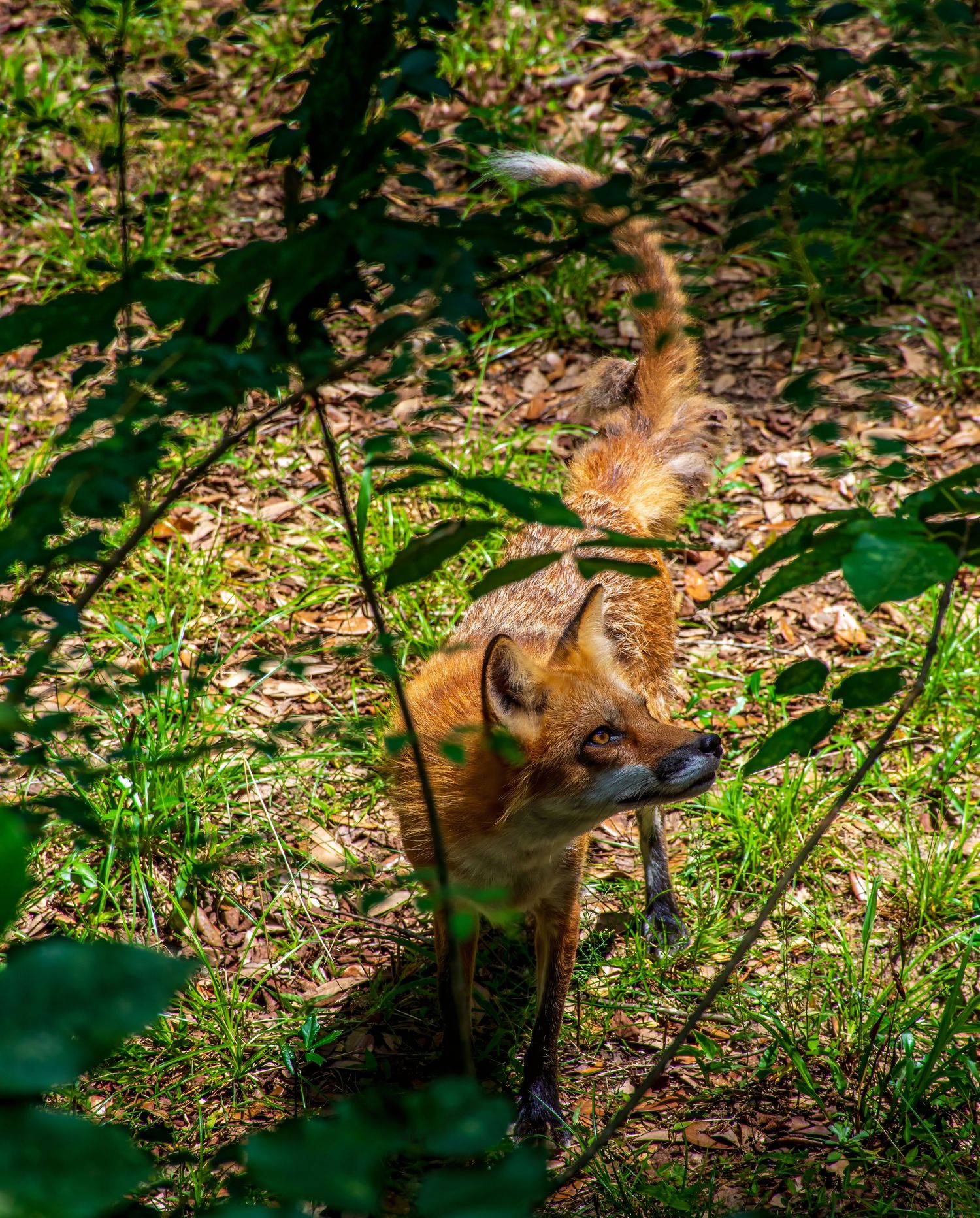 Red fox in woodland habitat at Brookgreen Gardens Zoo, South Carolina — native wildlife, detailed nature photo