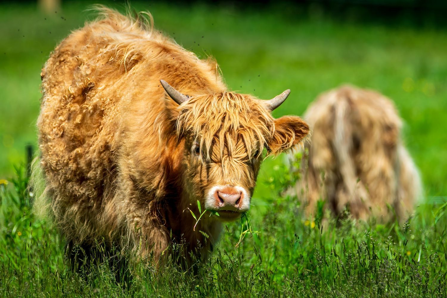 Shaggy Highland cow grazing in a lush green pasture at June Farms in West Sand Lake, New York