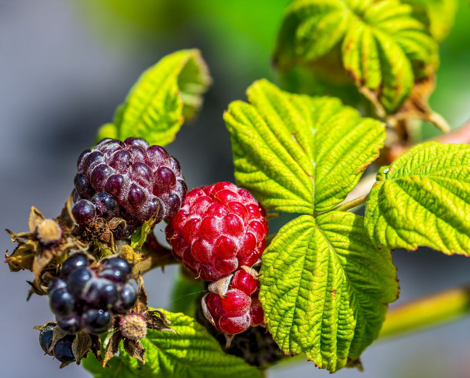 Close-up of ripe and ripening blackberries and raspberries on a green leafy branch, glistening under bright summer sunlight