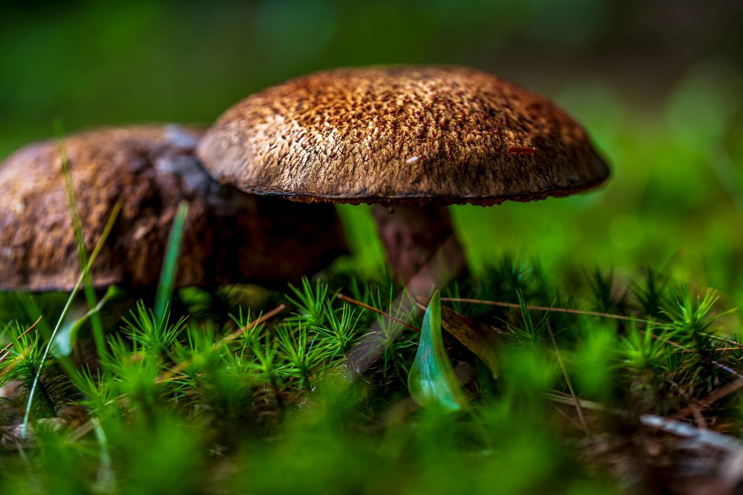 Close-up of brown woodland mushrooms growing among lush green moss on a forest floor, capturing the beauty of nature’s hidden details