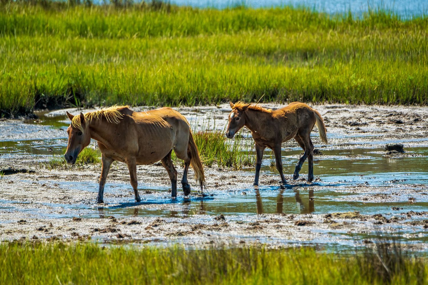 Wild horses walking through coastal wetlands at Assateague Island National Seashore, showcasing the wildlife of this coastal seashore