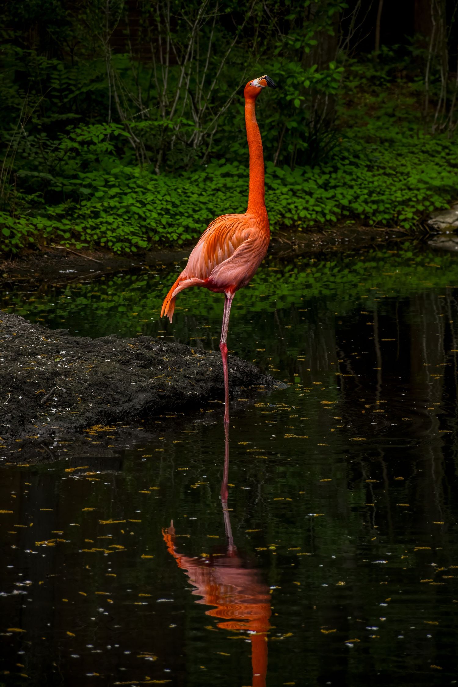American flamingo reflected in still water at the Bronx Zoo, New York — exotic bird, nature and wildlife photography.