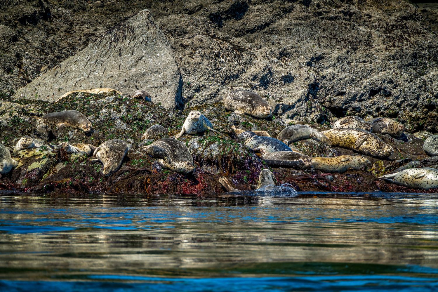 Harbor seals resting on rocky shoreline near San Juan Island during a whale watching tour with Maya’s Legacy in Washington.