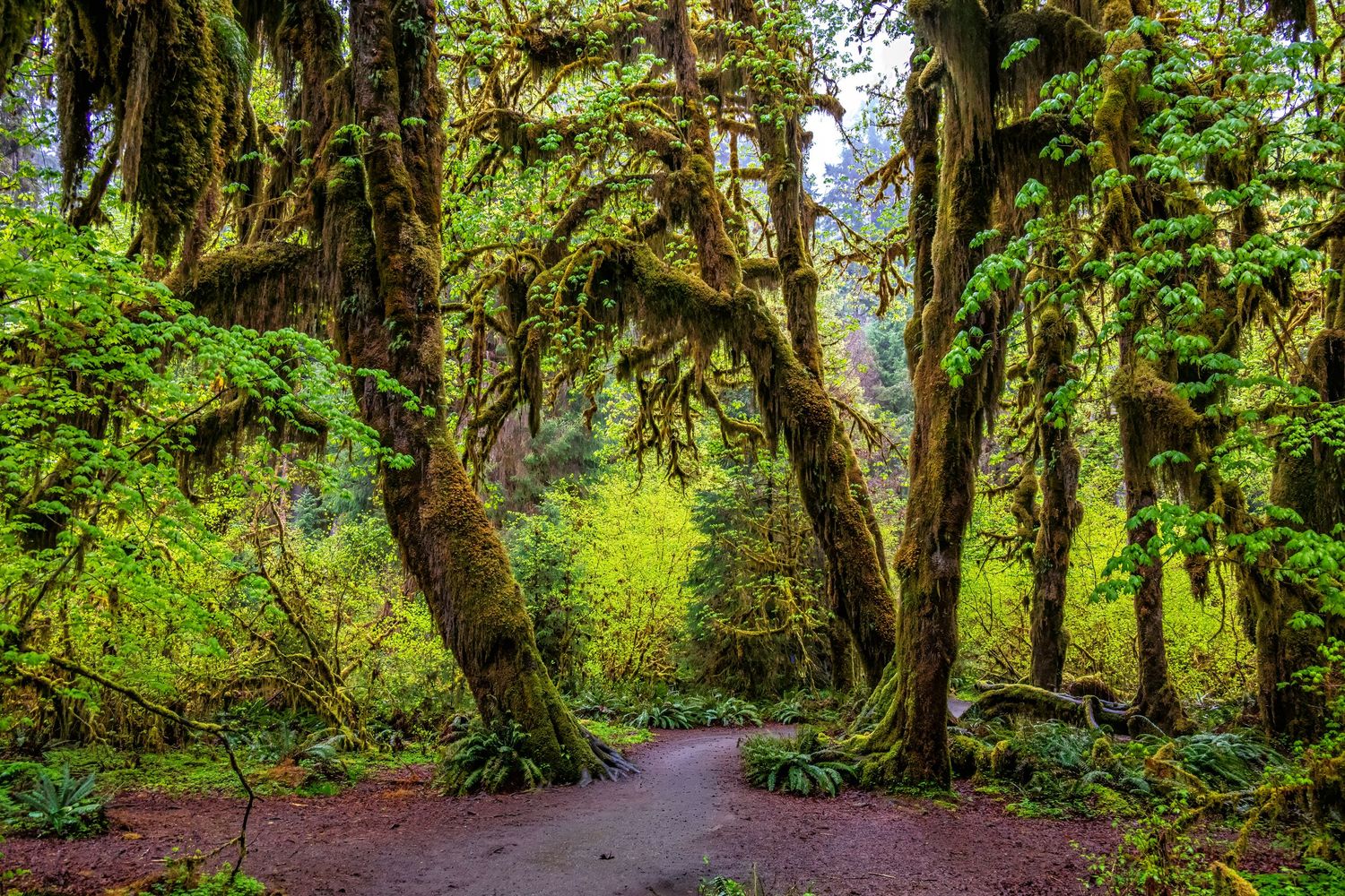 Moss-covered trees and vibrant greenery line a winding trail in the Hoh Rainforest, Washington, showing the beauty of a temperate rainforest
