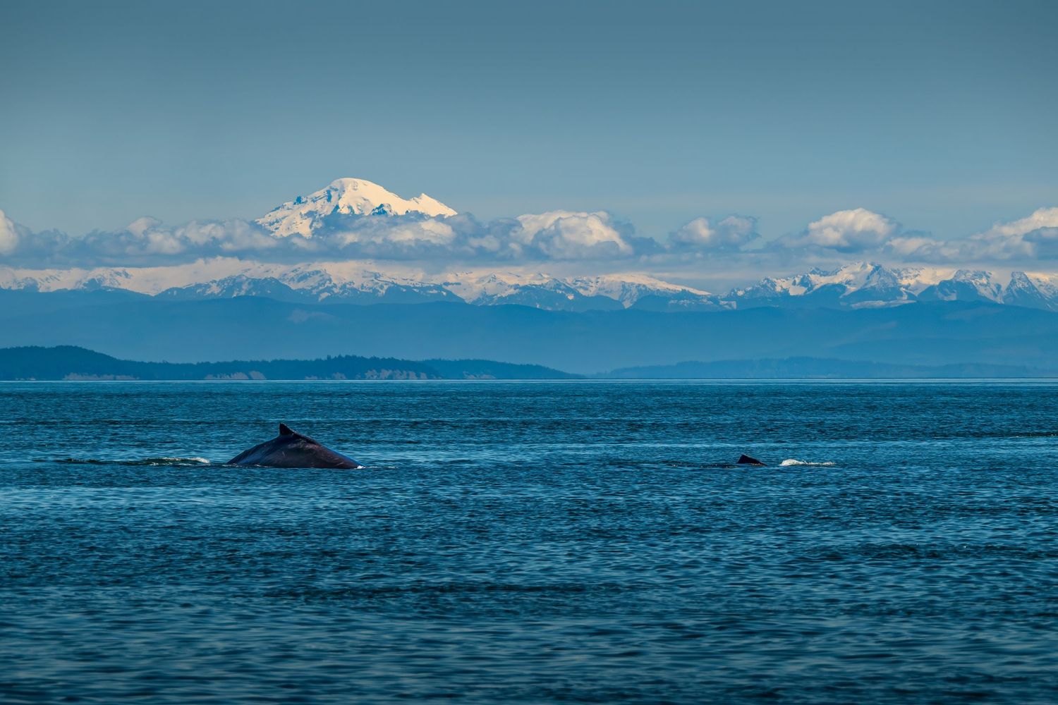 Humpback whales surfacing near San Juan Island on a whale watching tour with Maya’s Legacy, framed by Mount Baker and distant peaks