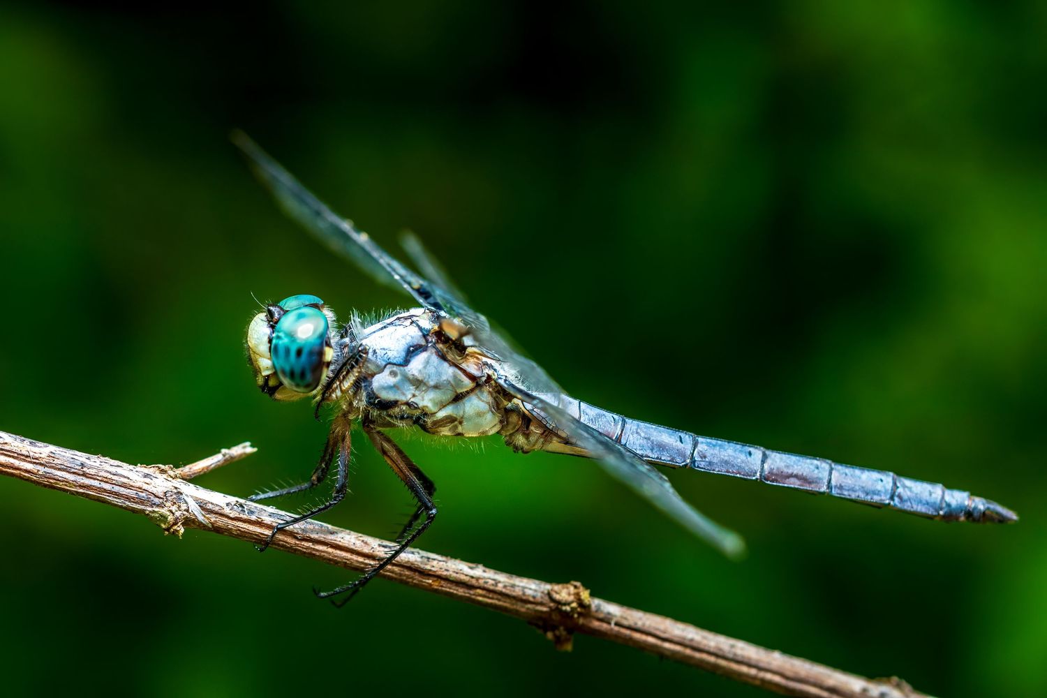 Close-up of a vibrant blue dragonfly perched on a thin twig against a lush green background, showcasing intricate wing and eye details