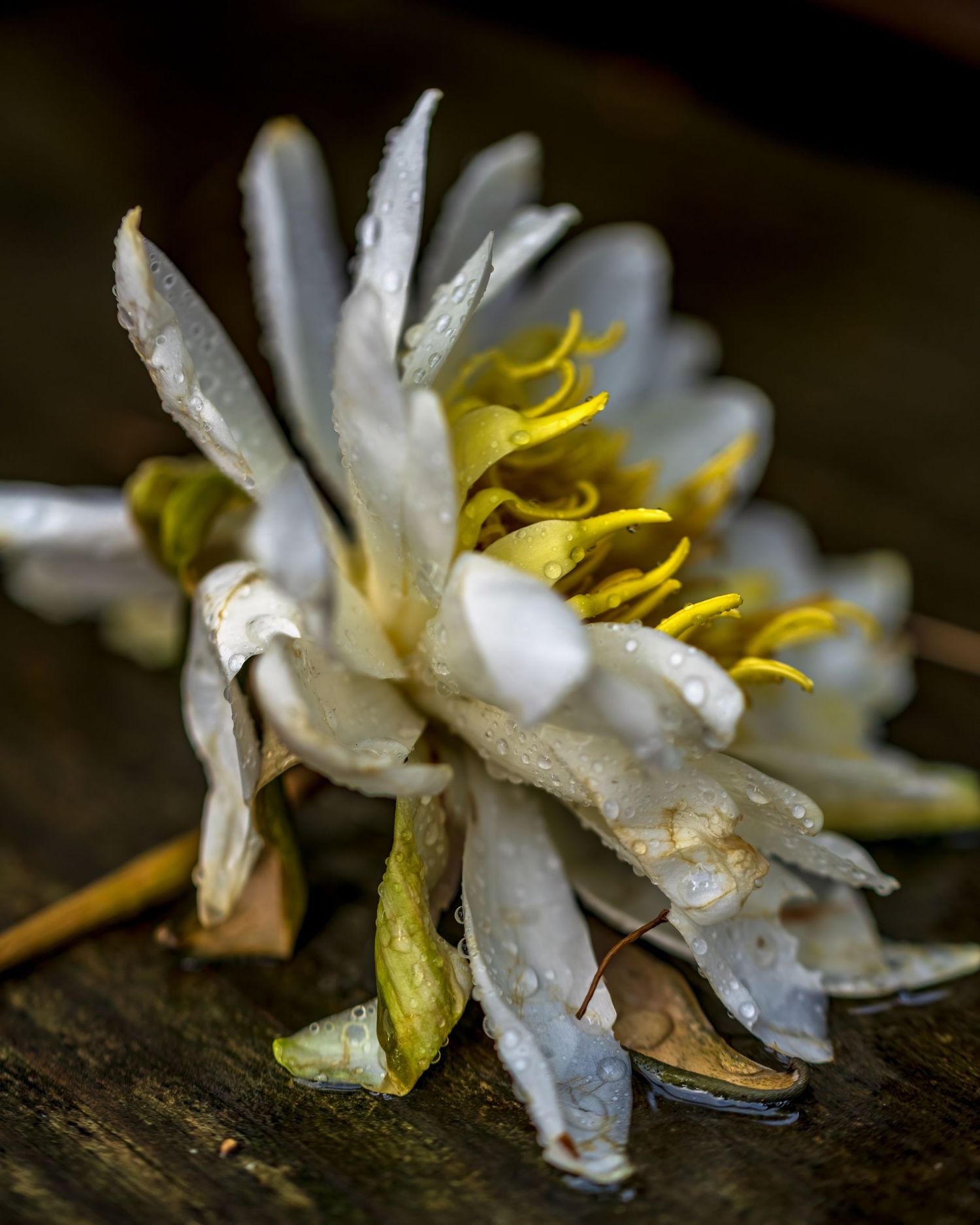 Close-up of a delicate white and yellow flower covered in dew, resting on a dark wooden surface after a gentle rainfall