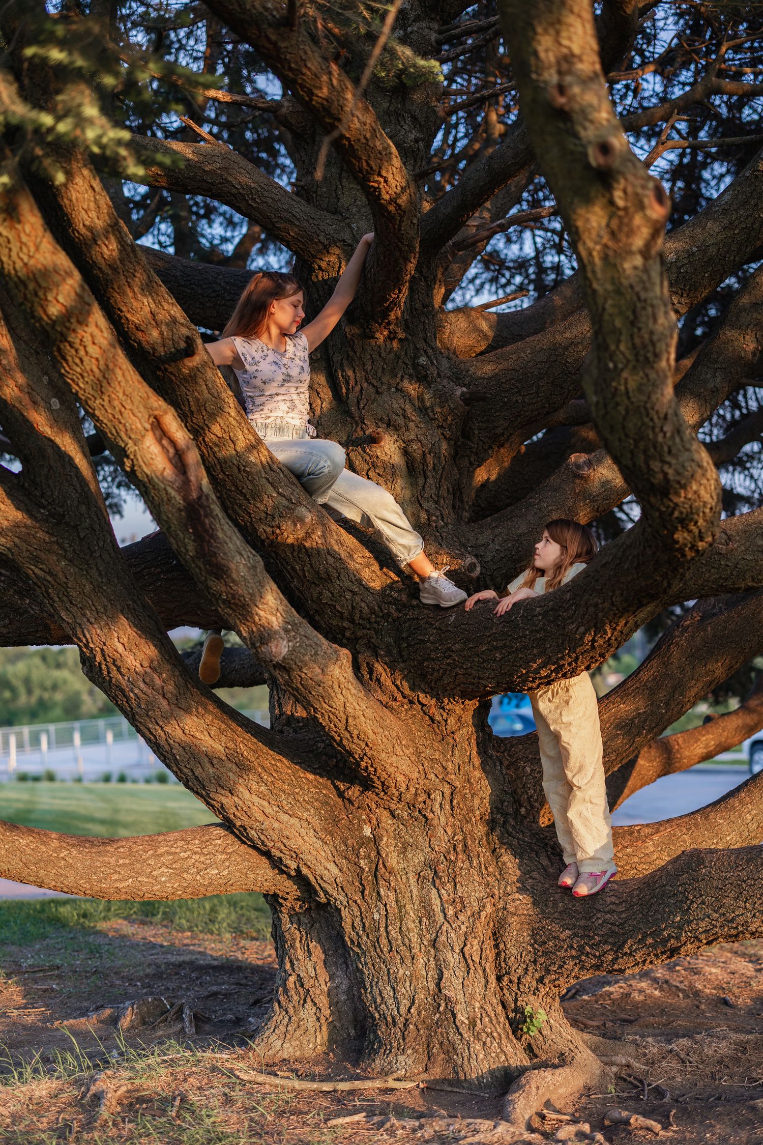 Two children climbing and sitting on the large twisted branches of a massive old tree in a park at golden hour.