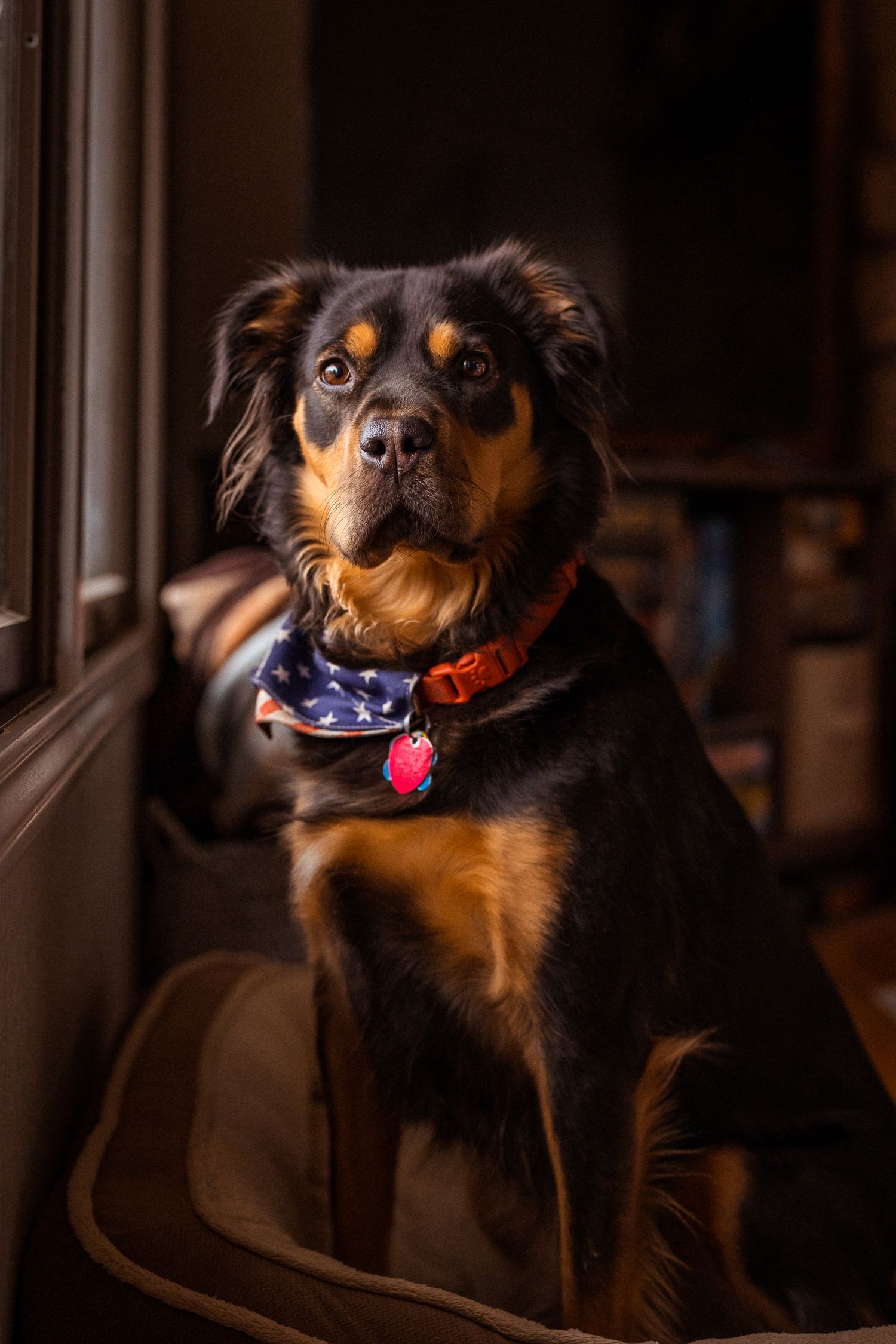 Black and tan dog wearing a patriotic bandana and red collar sits attentively indoors near a window.