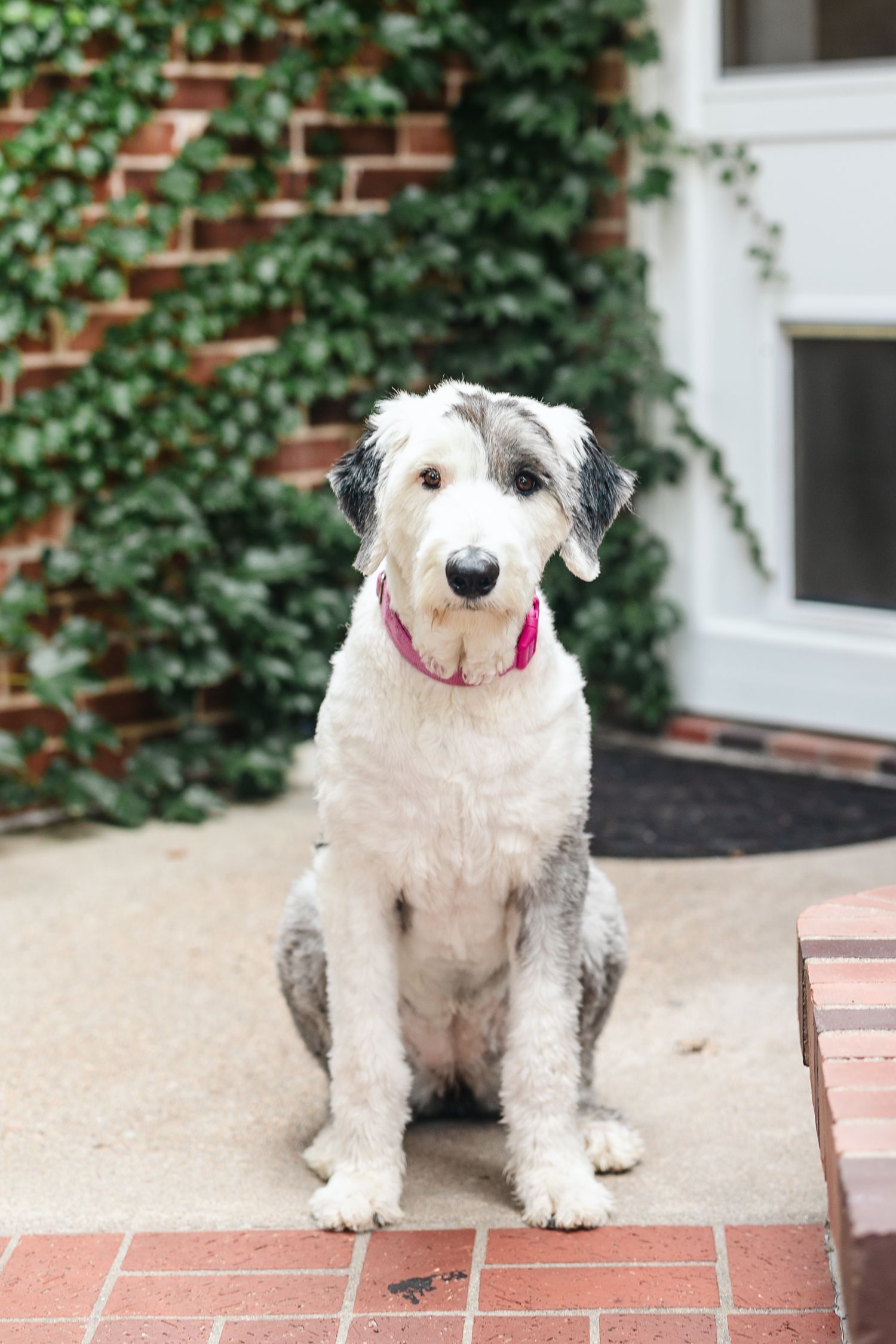 A fluffy white and gray dog with a pink collar sits on a brick porch in front of an ivy-covered wall.