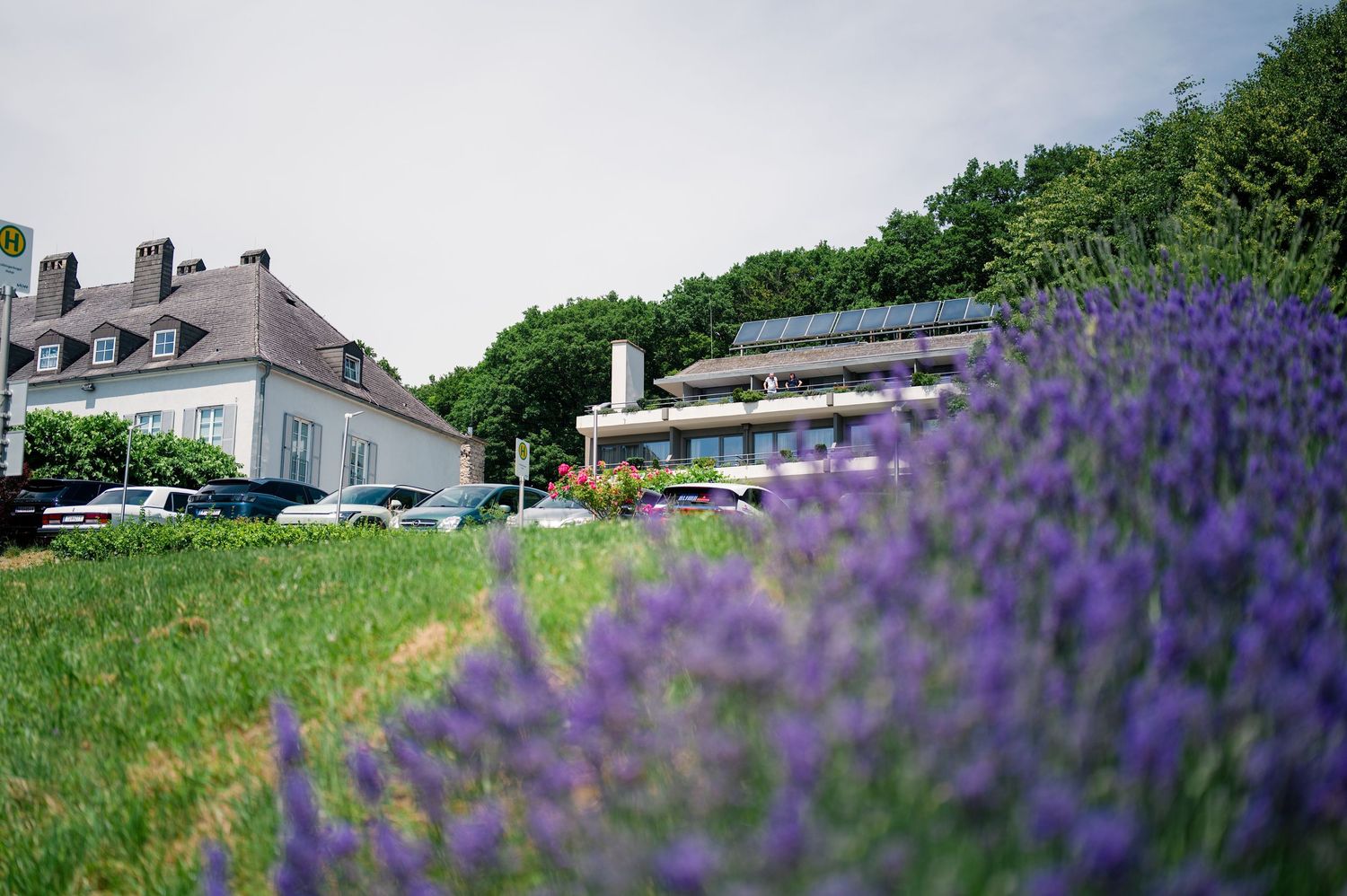 Lavender field in bloom with a historic European building and modern structure surrounded by lush green trees.