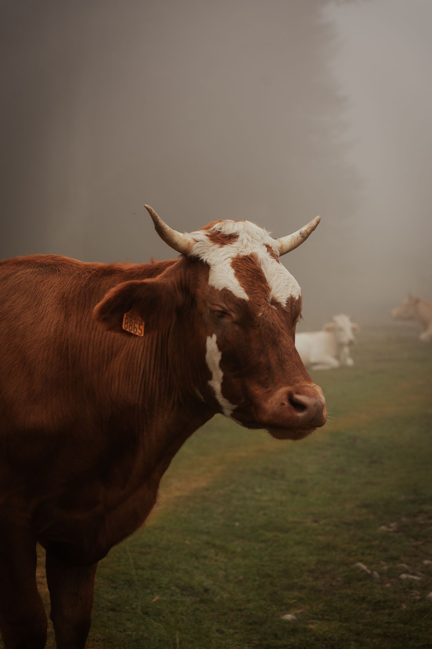 Vache dans les Pyrénées.