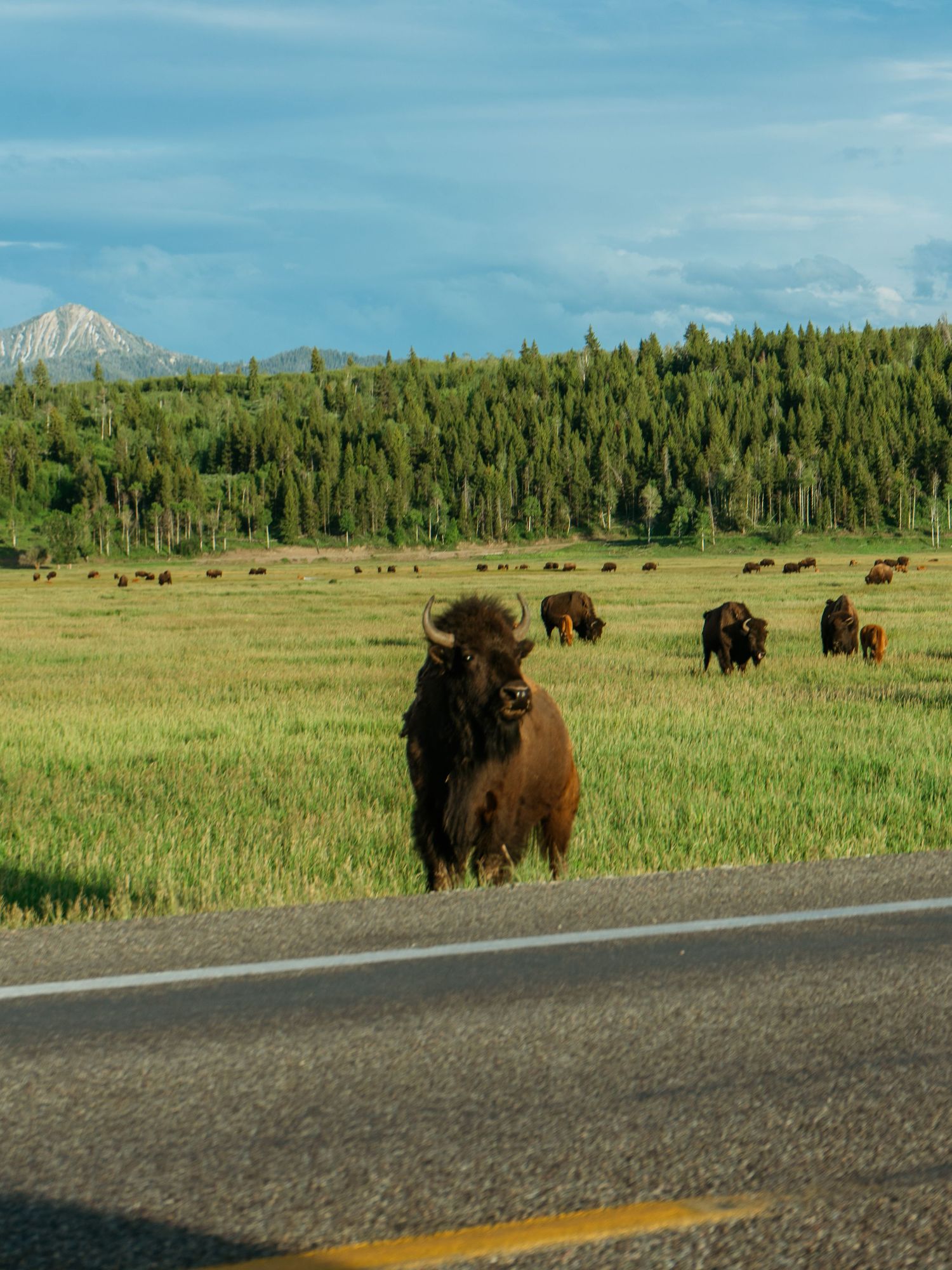 A bison stands near a roadside in a vast green meadow with a herd grazing and a mountain in the background of Yellowstone National Park.