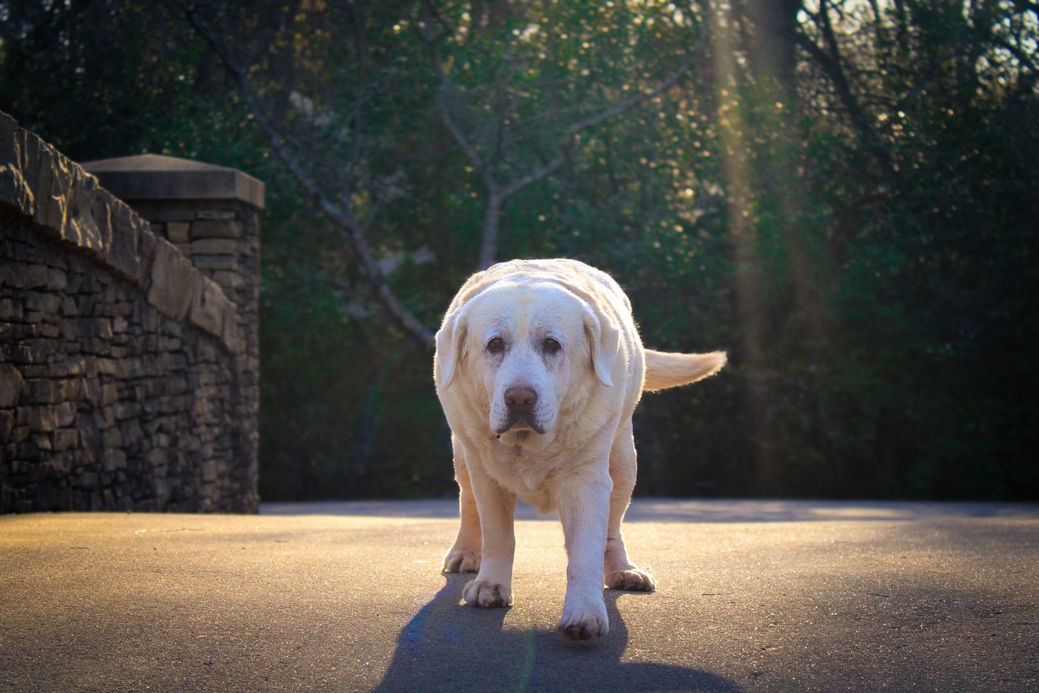 A yellow Labrador Retriever standing on a sunlit driveway with trees in the background in Charlotte NC