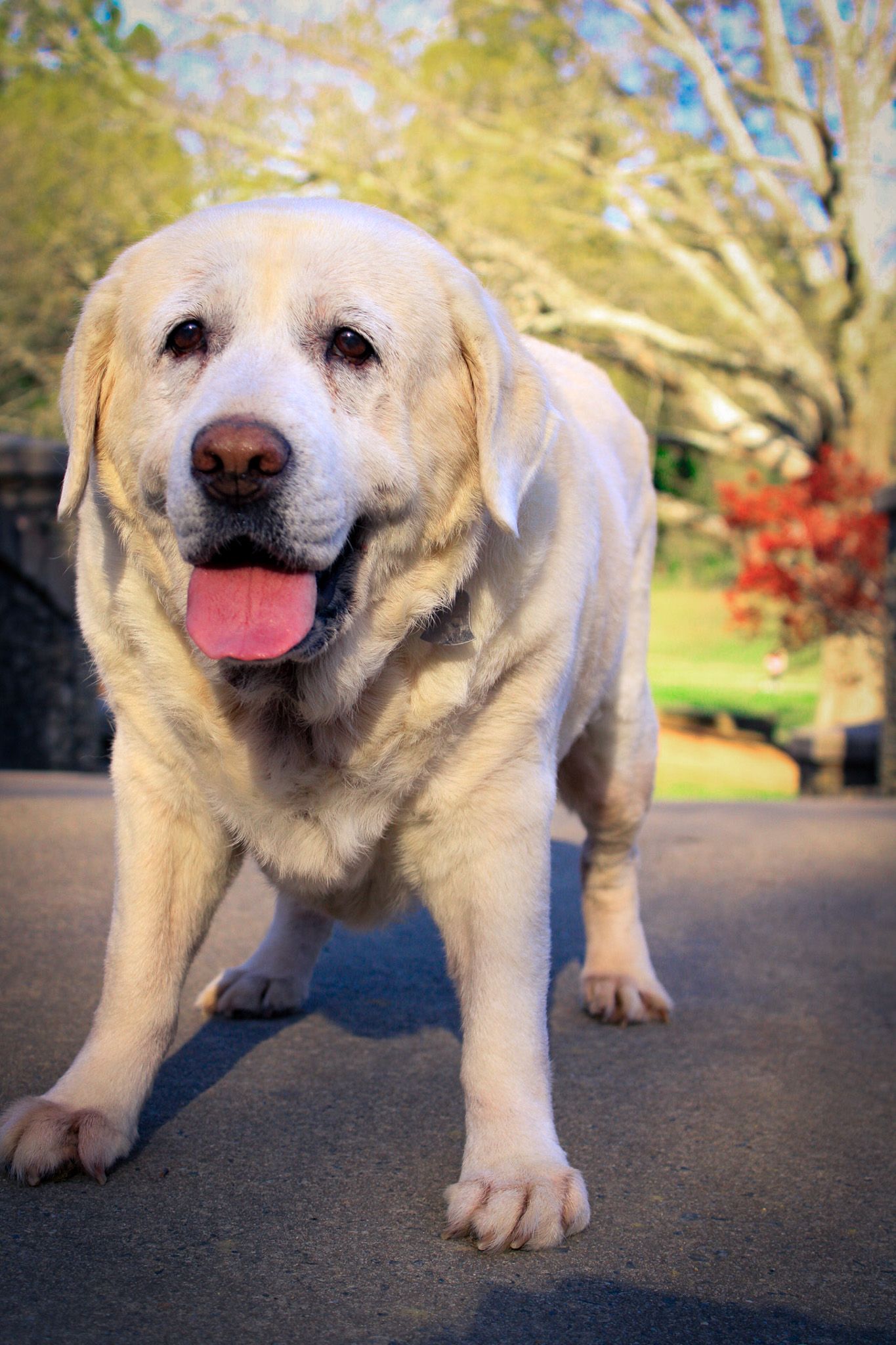 Friendly yellow Labrador Retriever standing on pavement with tongue out in a sunny park setting in Charlotte, NC.