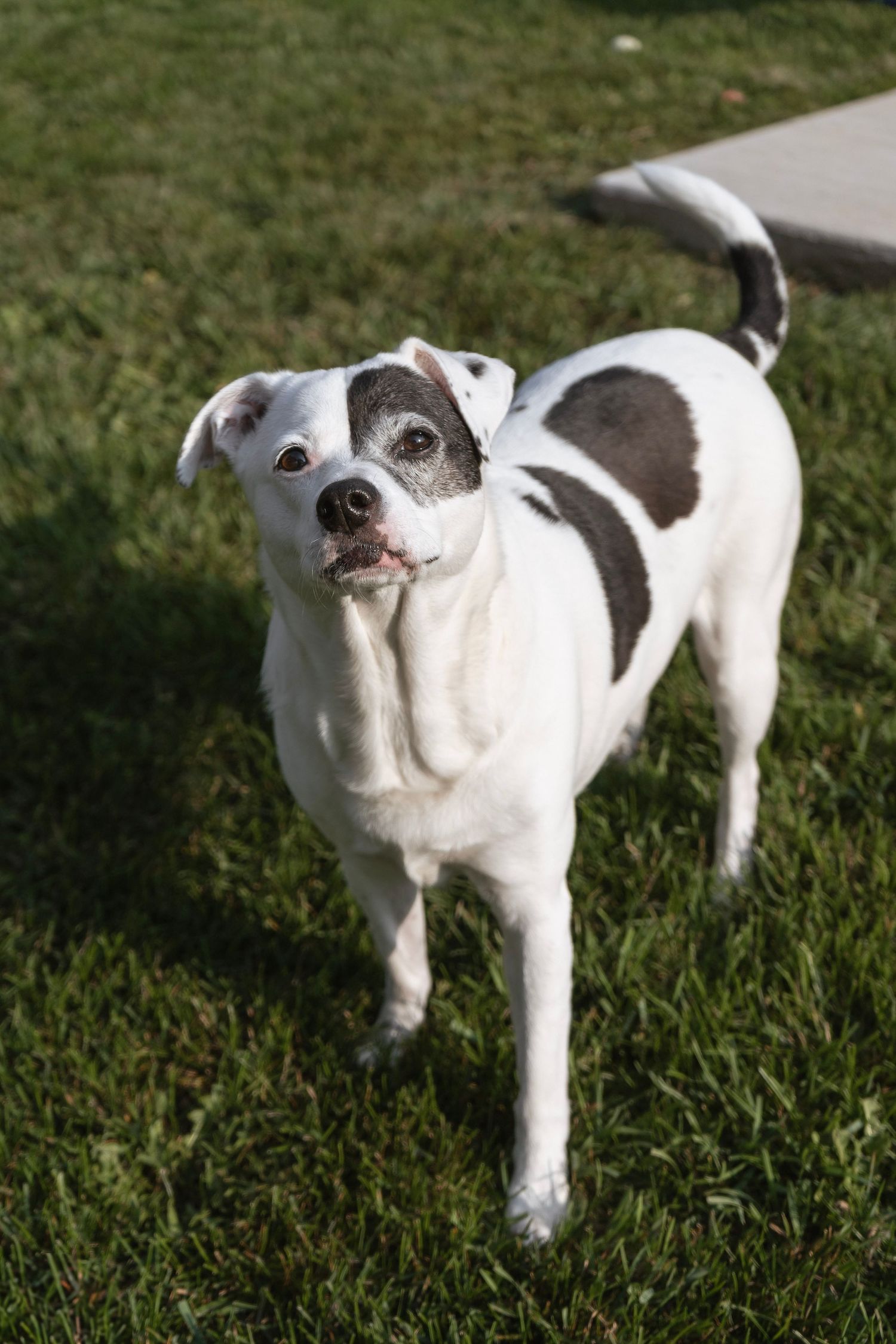 A white and black spotted dog stands alertly on grass in outdoor sunlight.