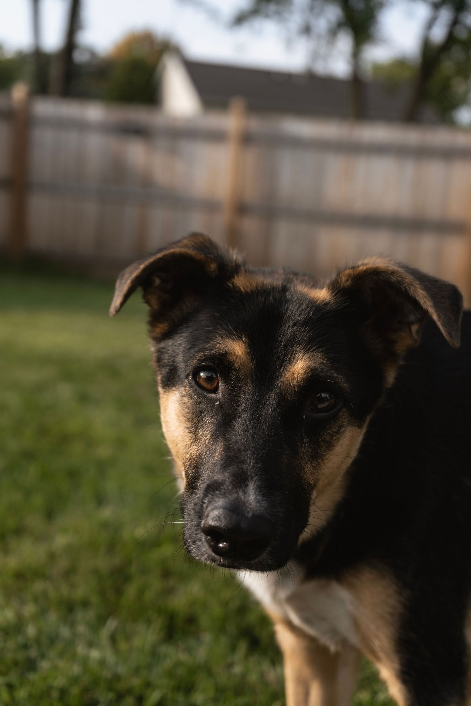 Close-up portrait of a black and tan mixed breed dog with alert ears in a backyard with wooden fence.