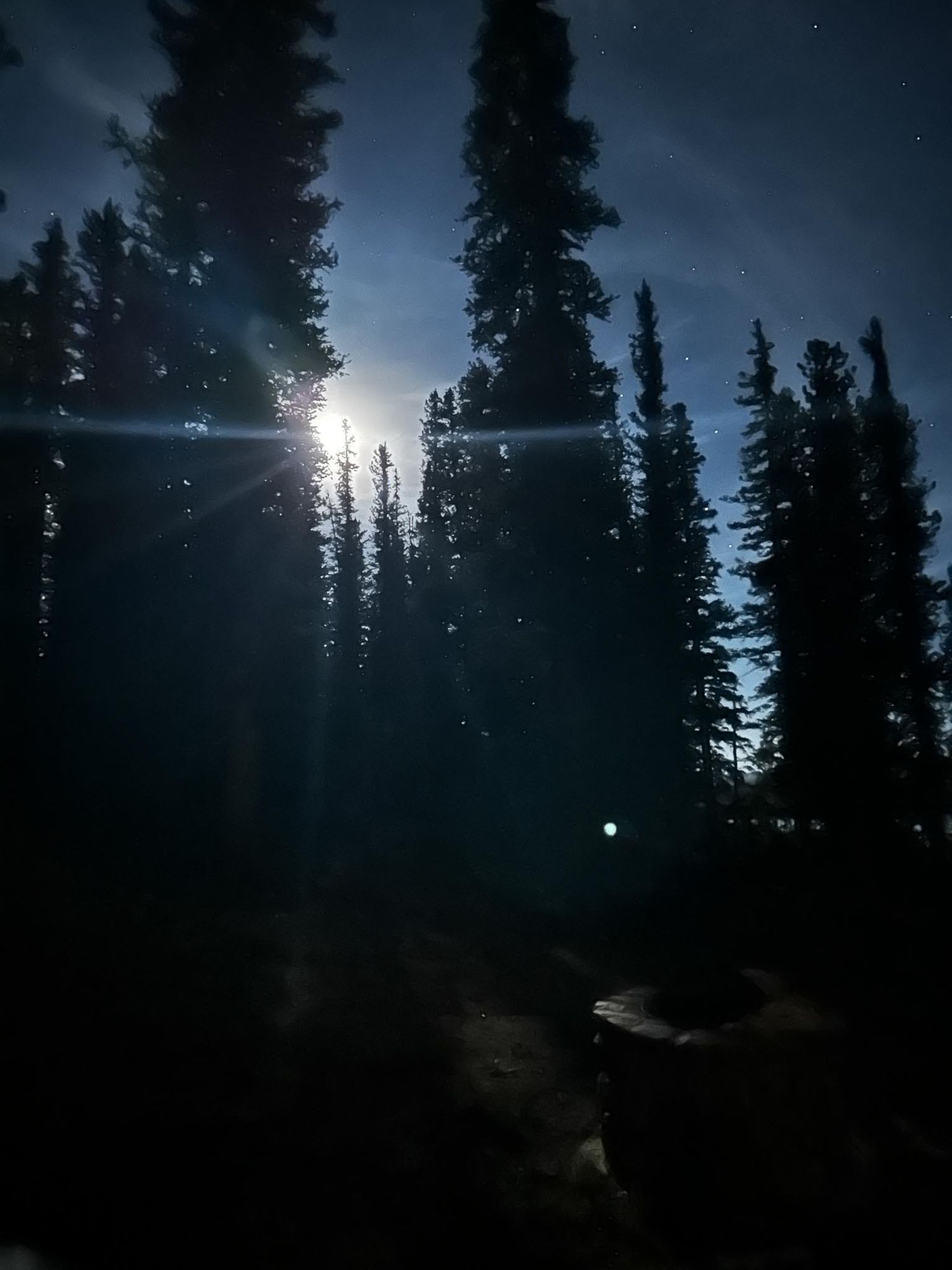 Denver photographer's project 365, June, nighttime view of moon peaking through evergreen trees in mountains of Colorado.