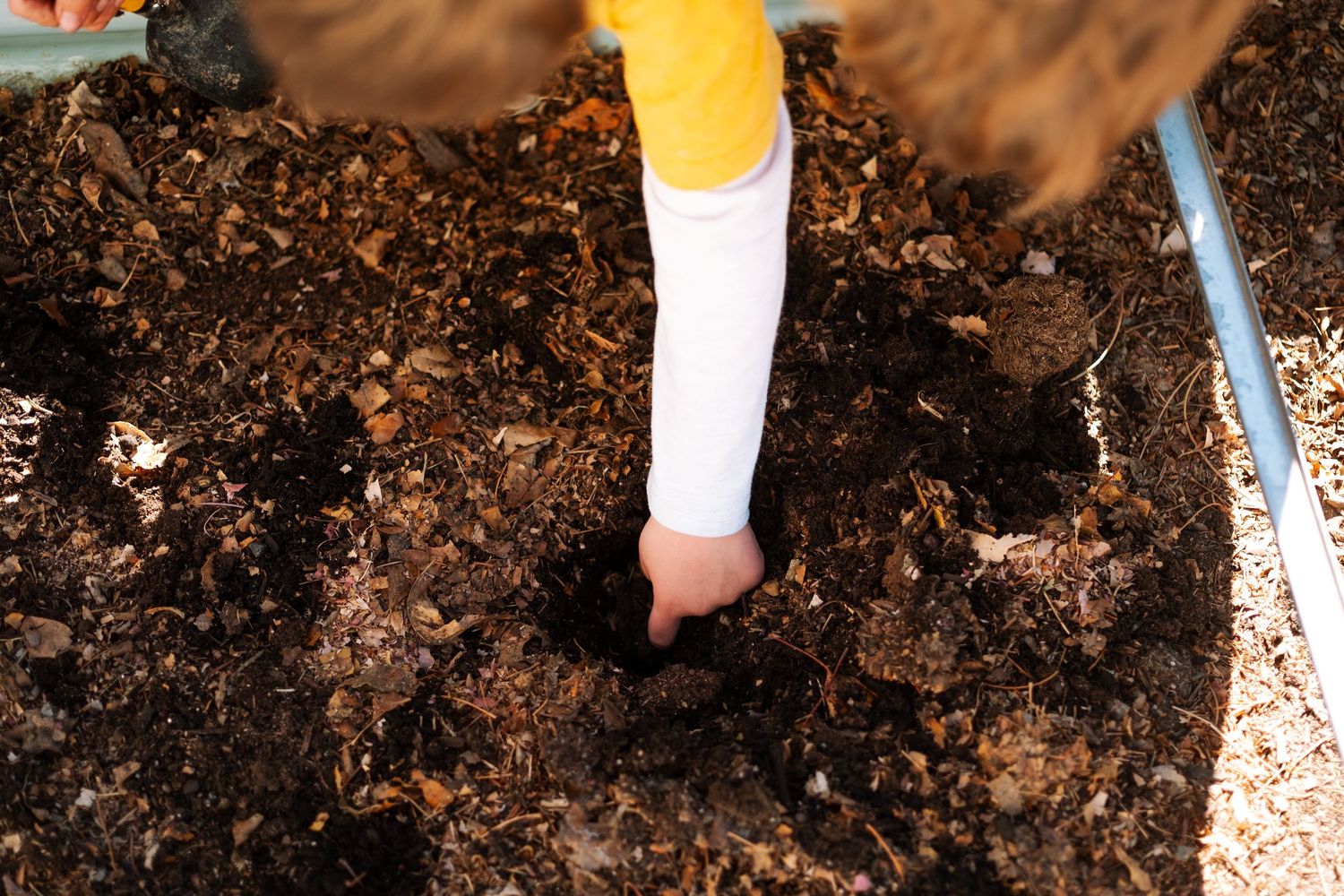 Young boy digging for worms in garden bed.