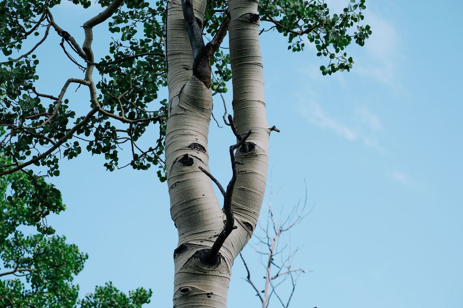 Project 365 photo - aspen tree against blue skies.