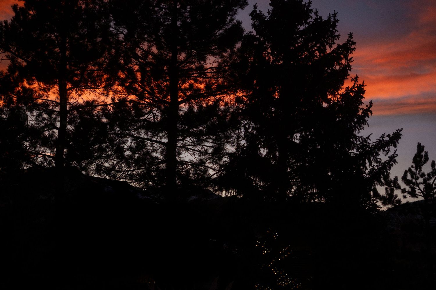 Project 365 - dramatic sunset behind evergreen trees.
