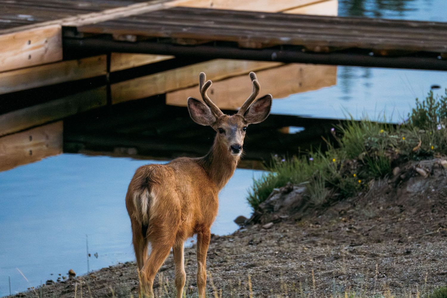 Deer standing near pond, peering over it's shoulder toward photographer.