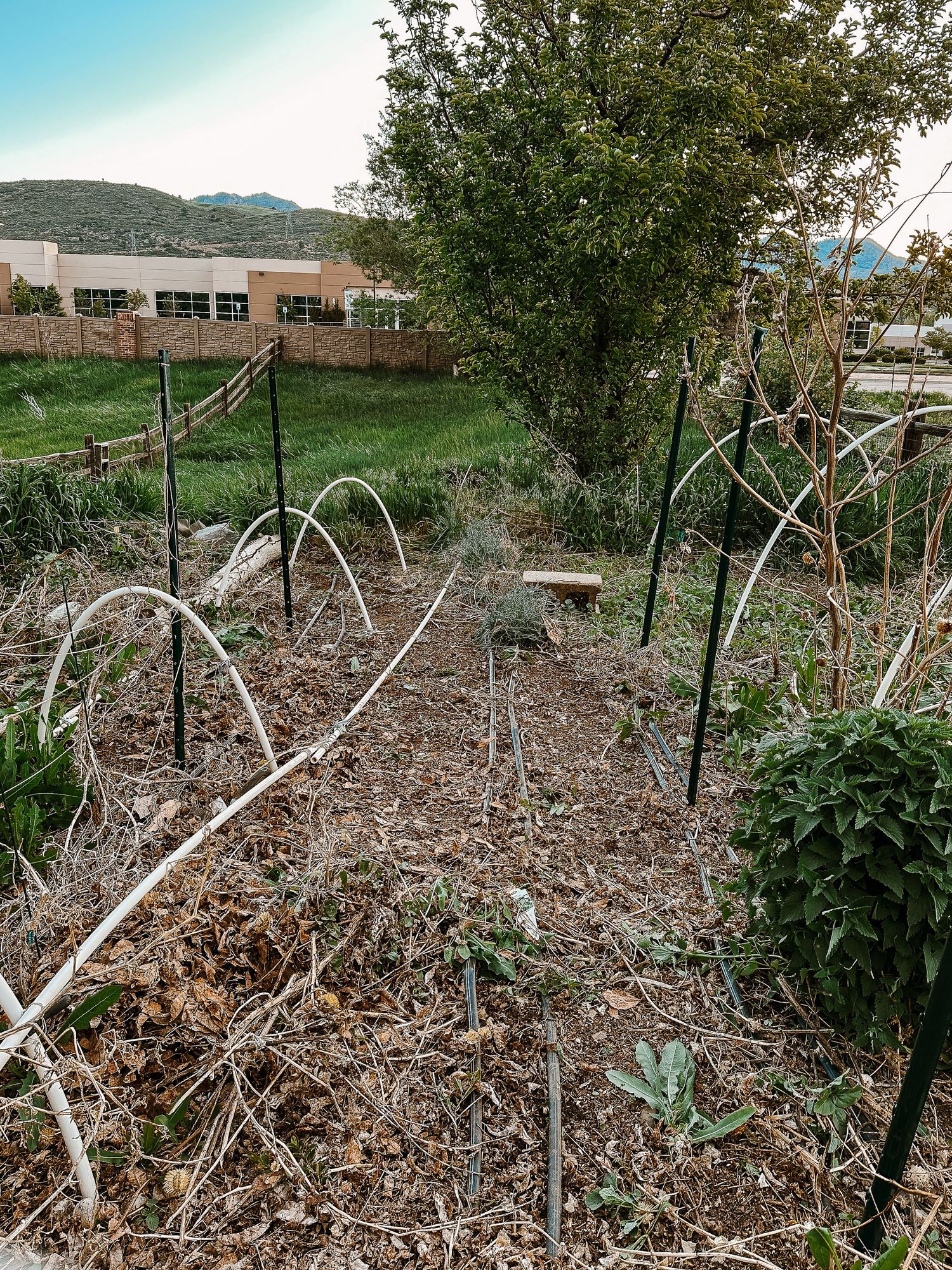 Denver photographer's project 365, May, emerging garden.