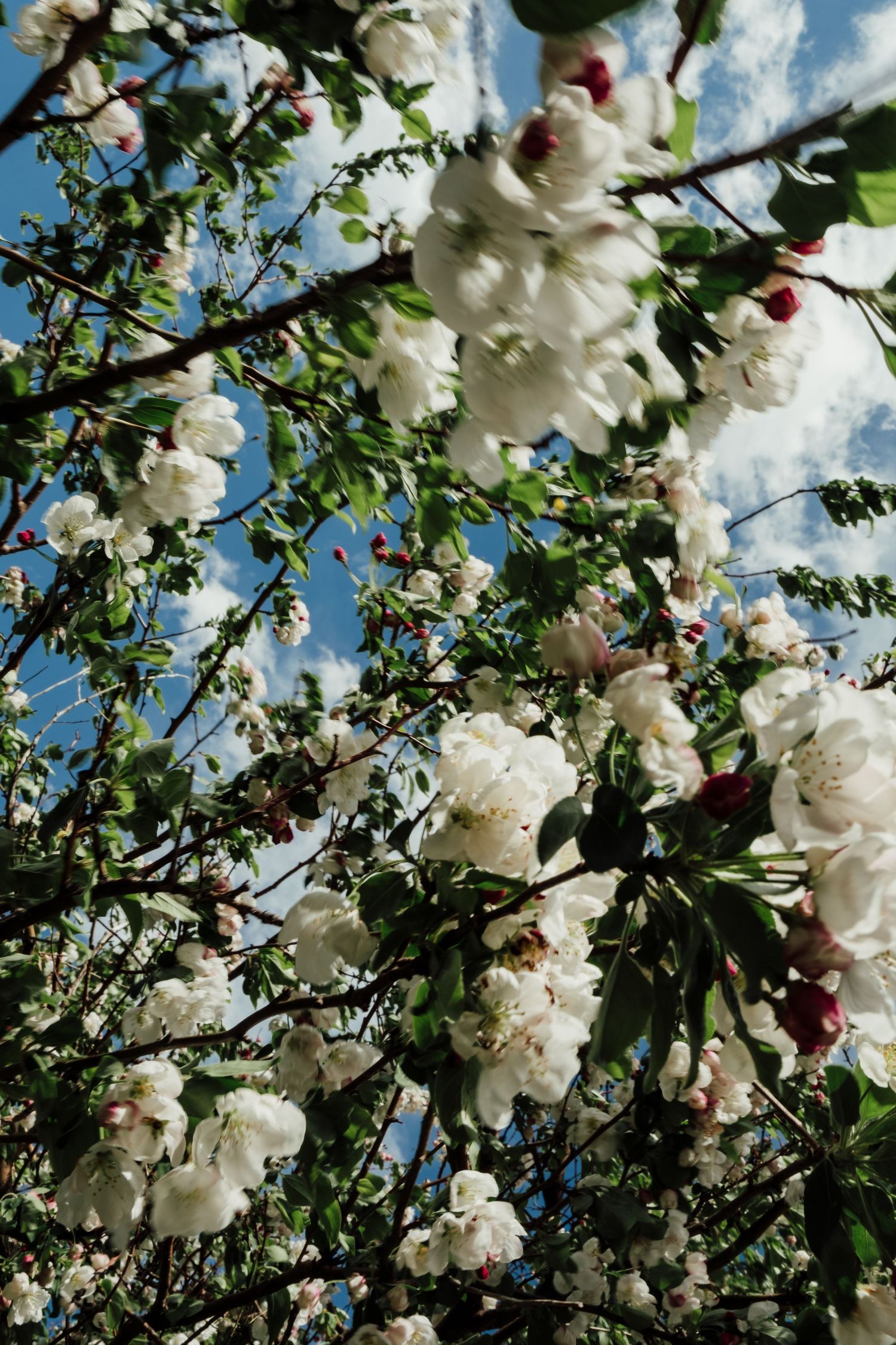 Close up of cherry blossoms on tree, blue sky in background.