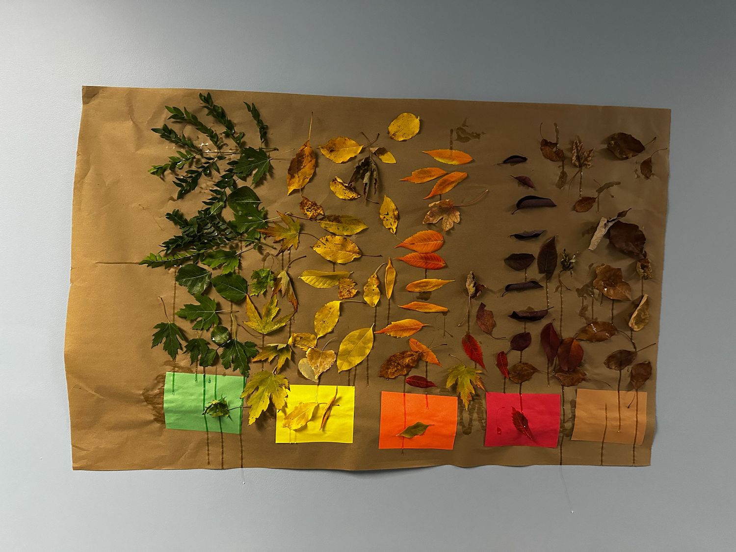 Project 365 photo - leaves sorted by color on Pre-K project.