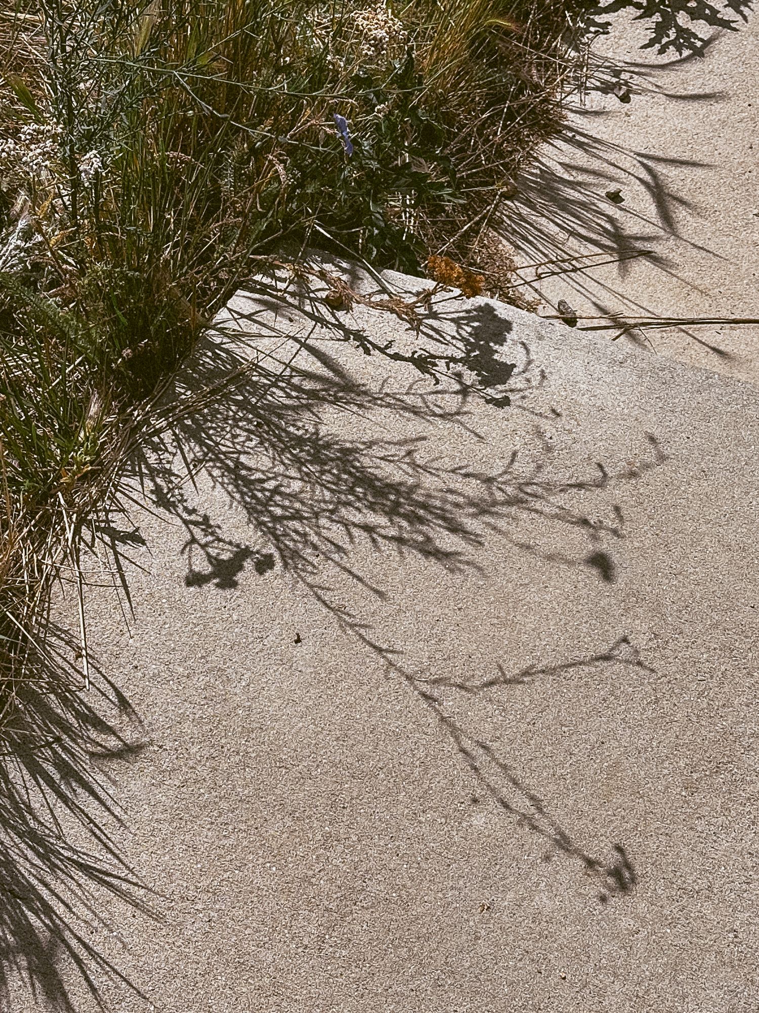 Project 365 photo - shadow of mountain flowers on concret.
