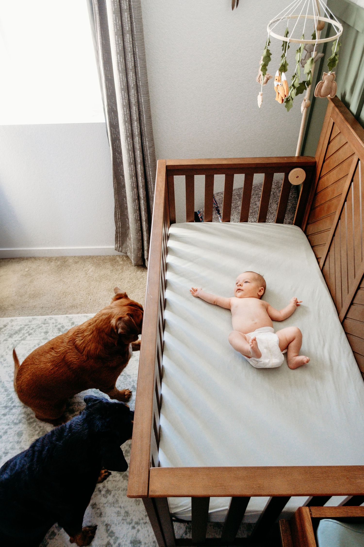 Newborn boy laying in wood crib, two medium size dogs standing outside the crib peering in.