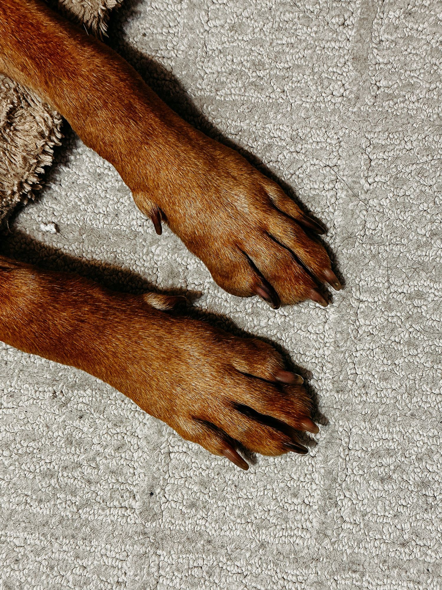 Project 365 photo - close up of dog paws.