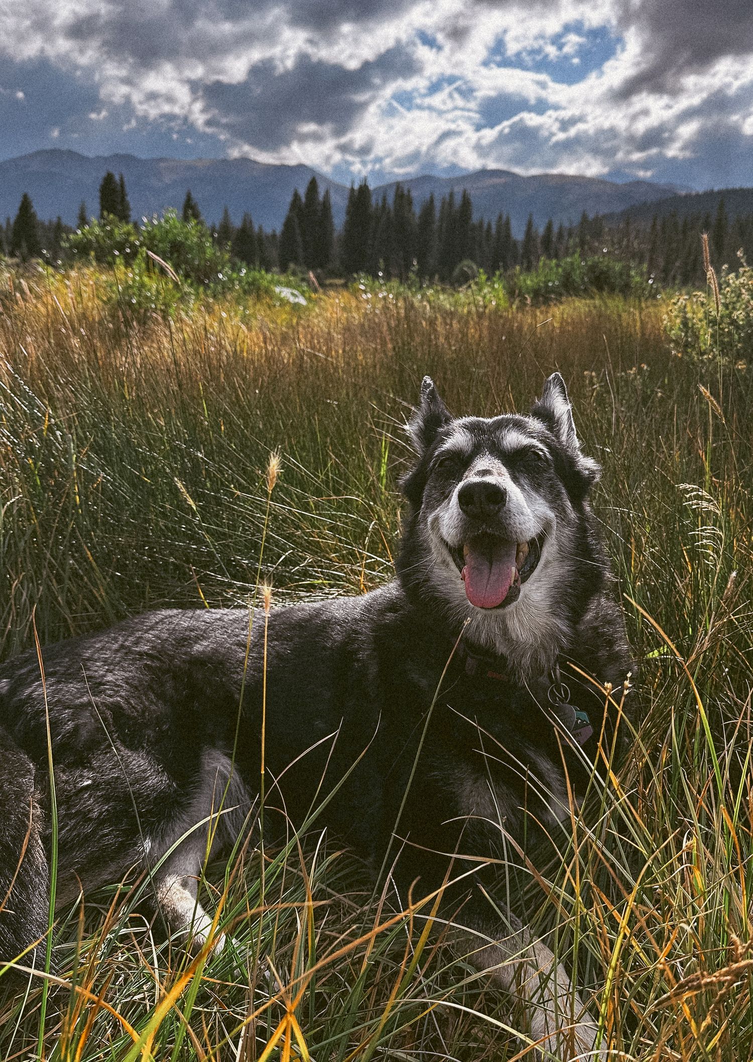 Project 365 photo - shepherd/husky dog mix sitting in tall grasses in mountains of Colorado.