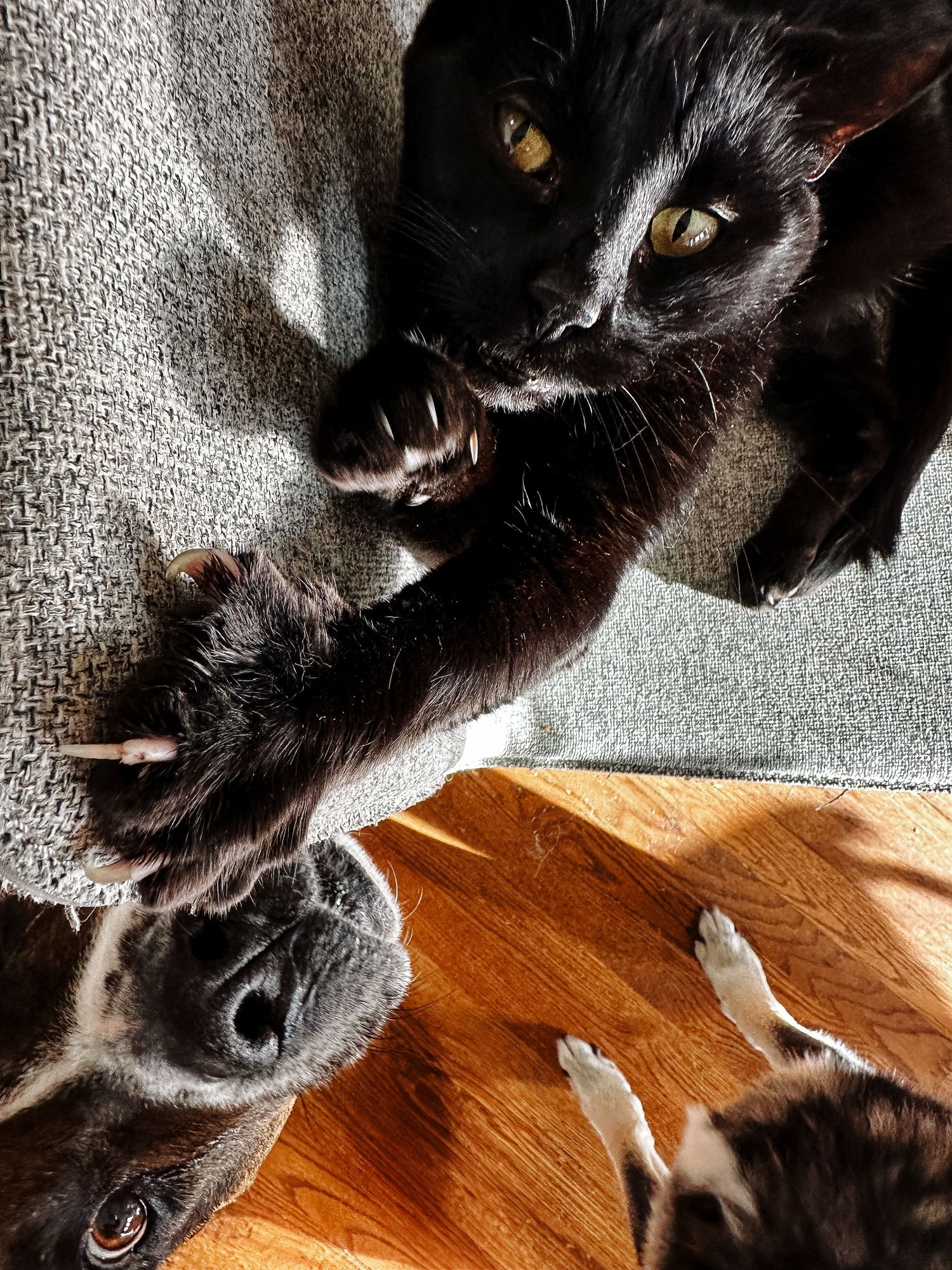Denver photographer's project 365, June, boxer mix dog, black cat and feet of shepherd mix.
