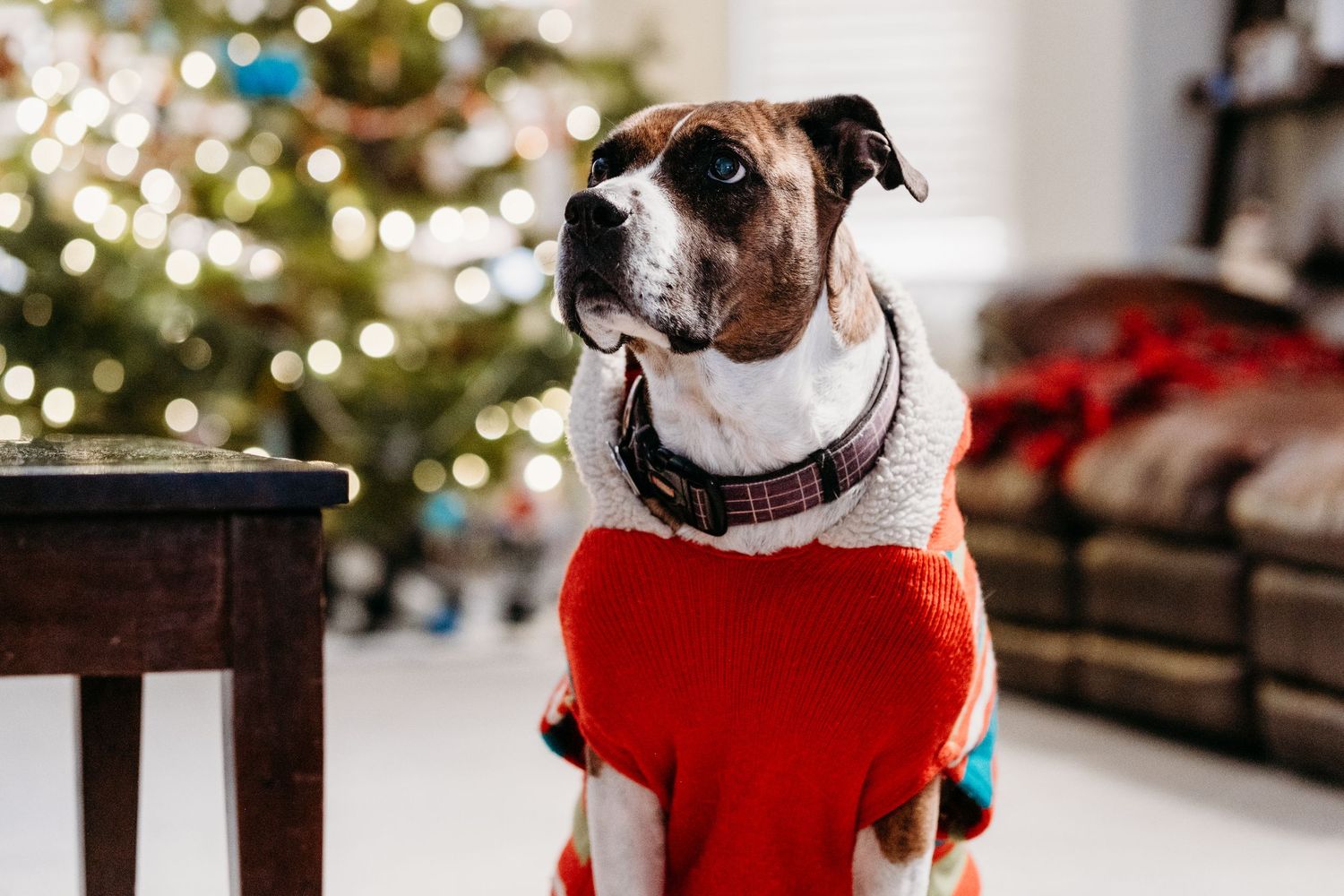 Project 365 - dog dressed in Christmas sweater.