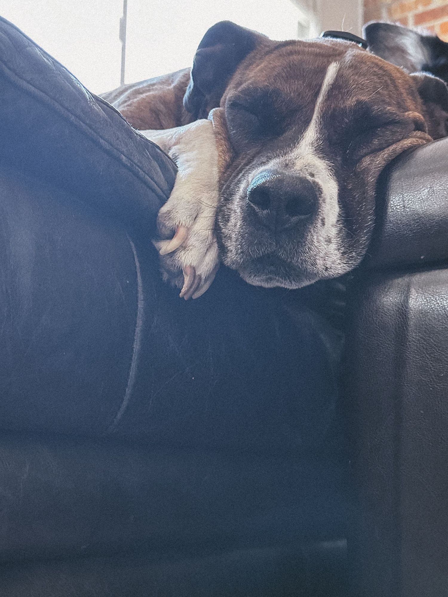 Project 365 photo - sleeping dog on couch.