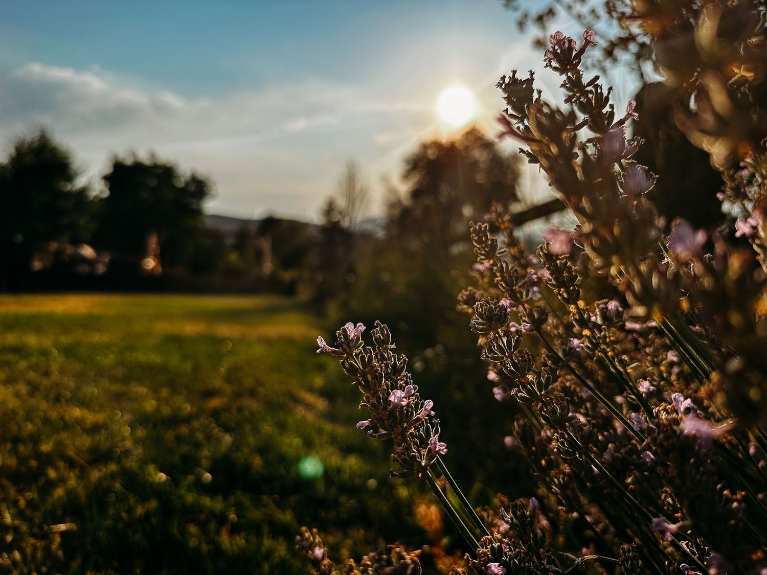 Golden hour photo of lavender, backlit by the sun.