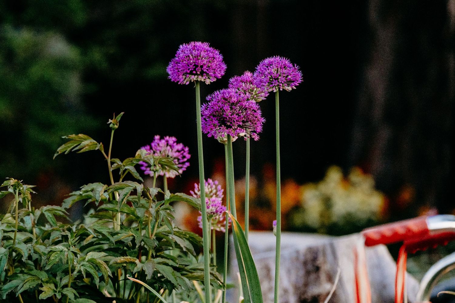 Denver photographer's project 365, May, purple alliums surrounded by greenery and blurred flowers in background.