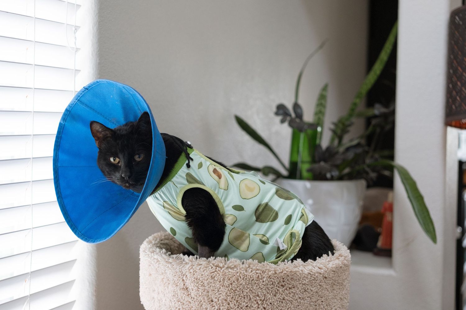 Project 365 photo - cat with blue e-collar sitting on cat tree.