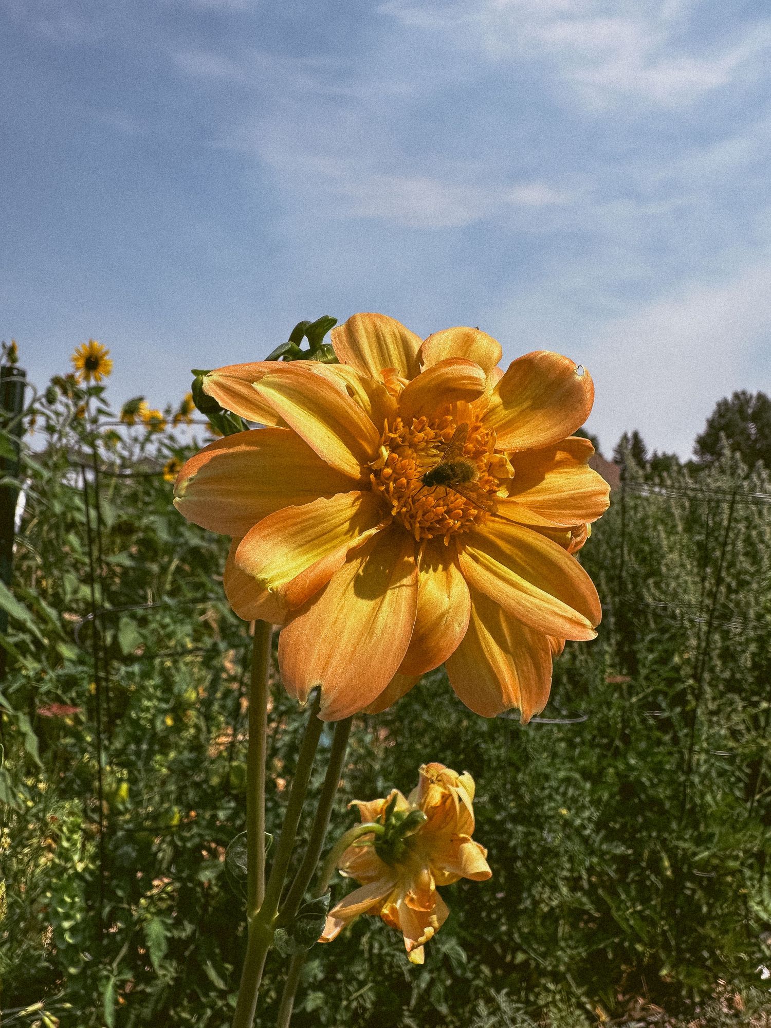 Yellow dahlia with bee on center of flower.