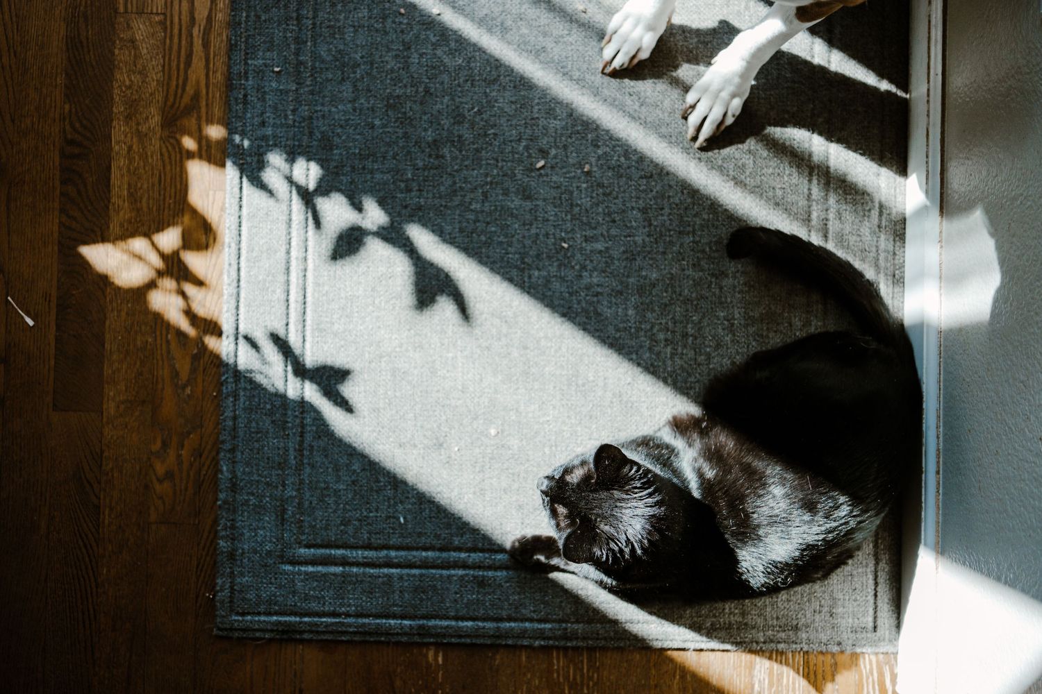 Black cat sitting in sun beam, surrounded by shadows.