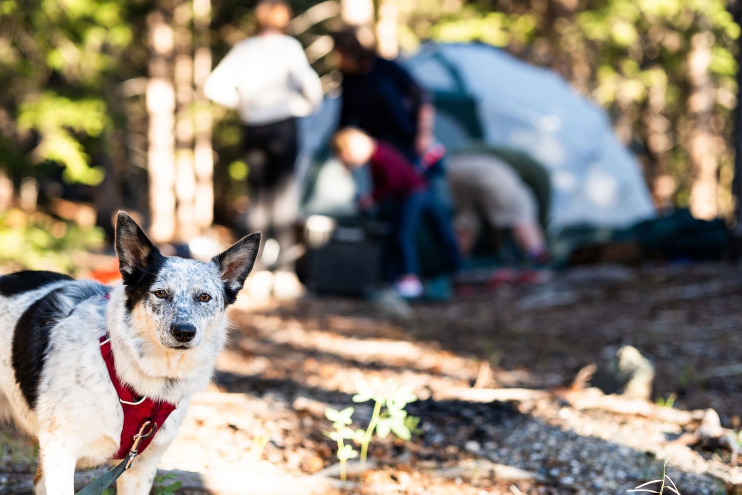 Black and white heeler dog looking forward as family assembles tent in background.