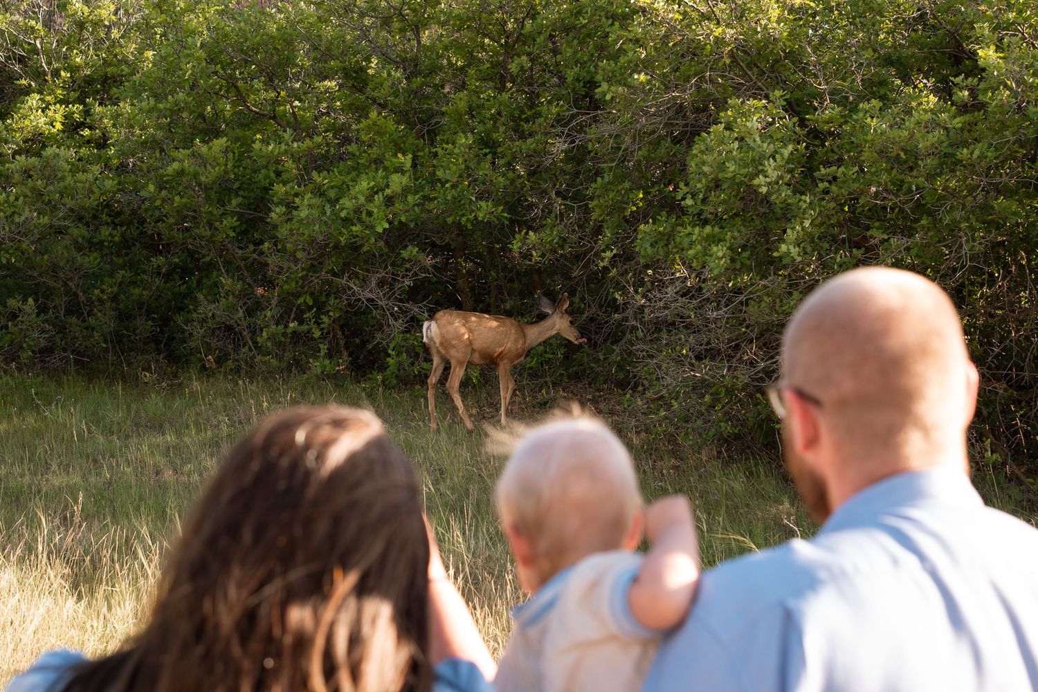 Family photos at South Valley Park in Littleton, Colorado, family of three looking at a deer munching off a shrub.