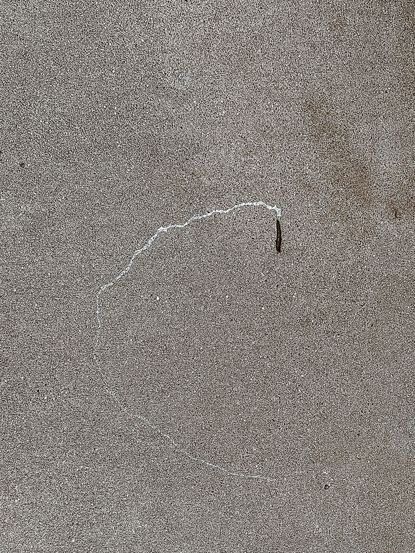 Denver photographer's project 365, June, spiral made my slug on driveway.