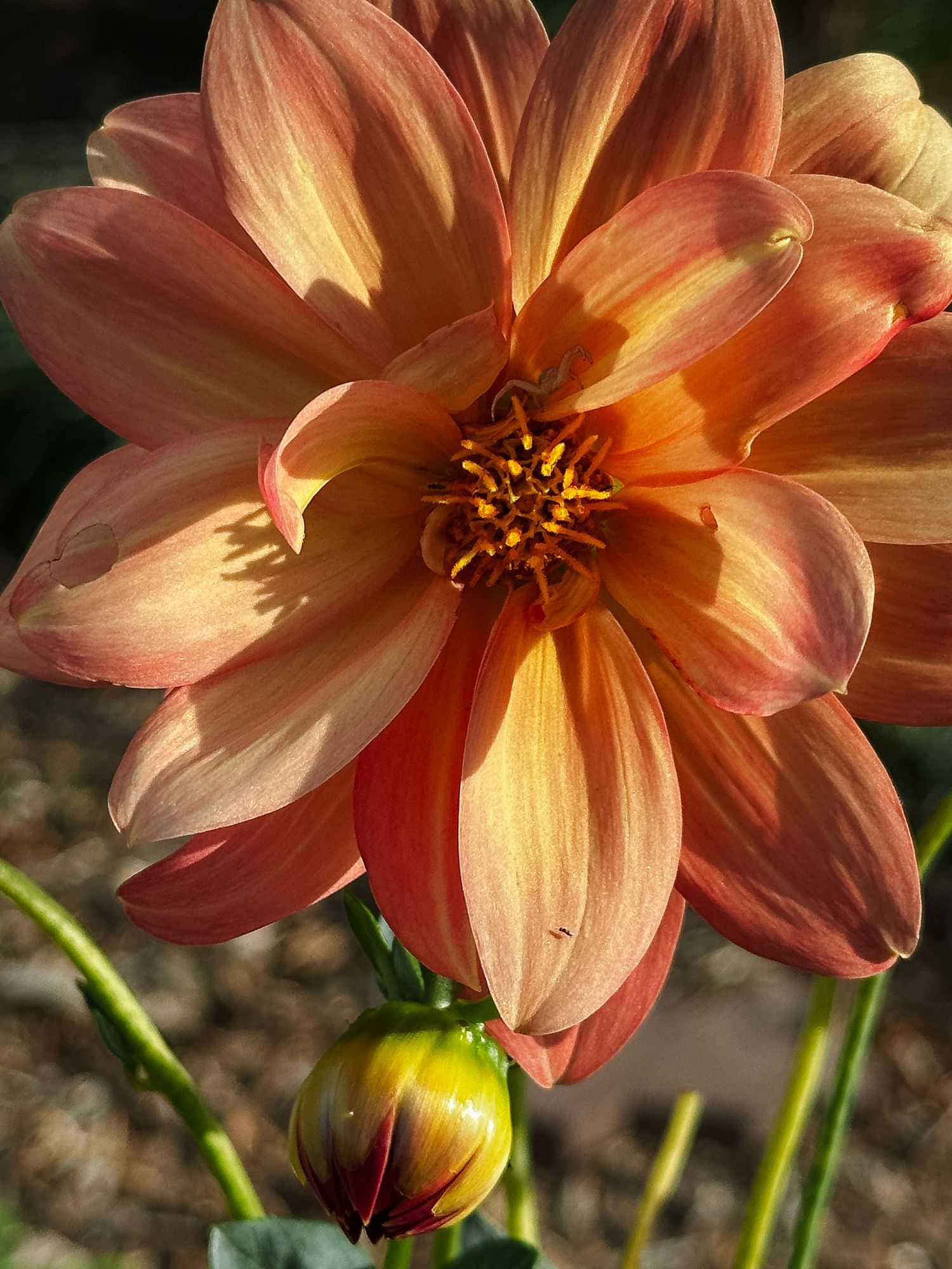 Project 365 photo - close up of dahlia.