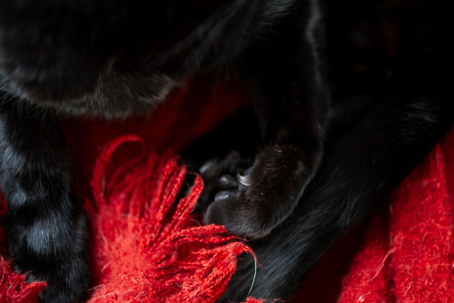 Project 365 - close up of black cat's claws.