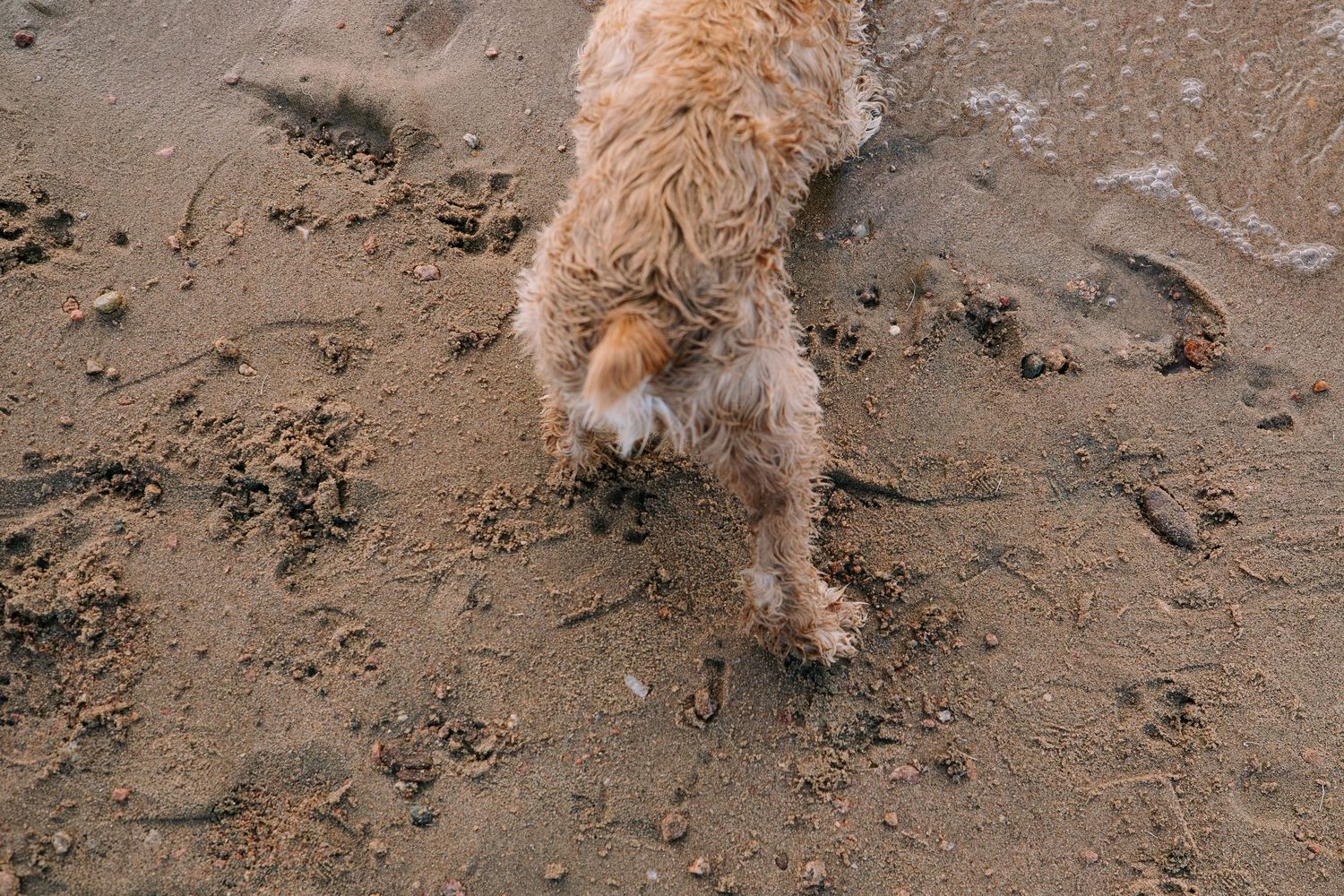 Project 365 photo - dog hind quarters on lake beach.